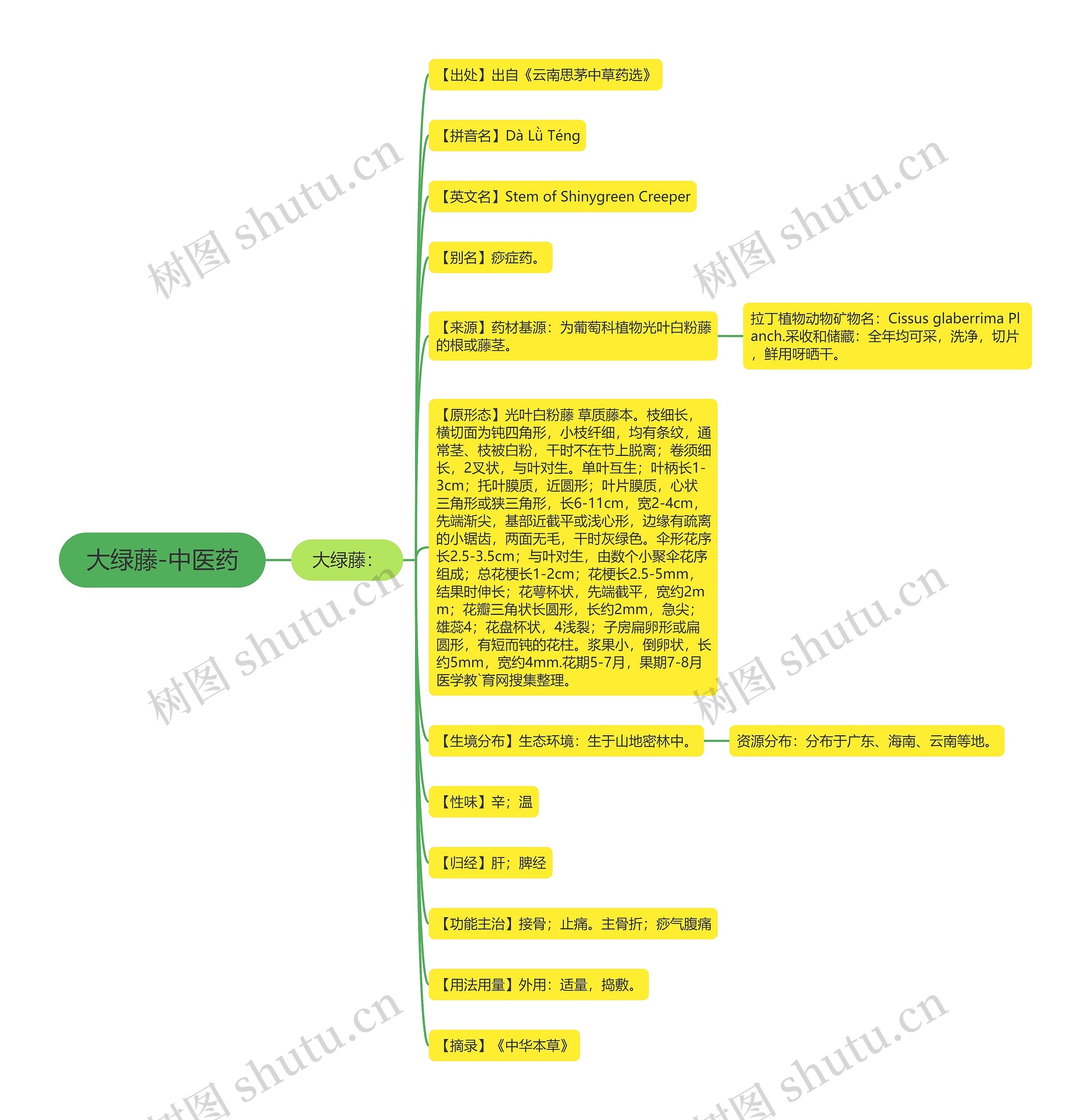 大绿藤-中医药思维导图