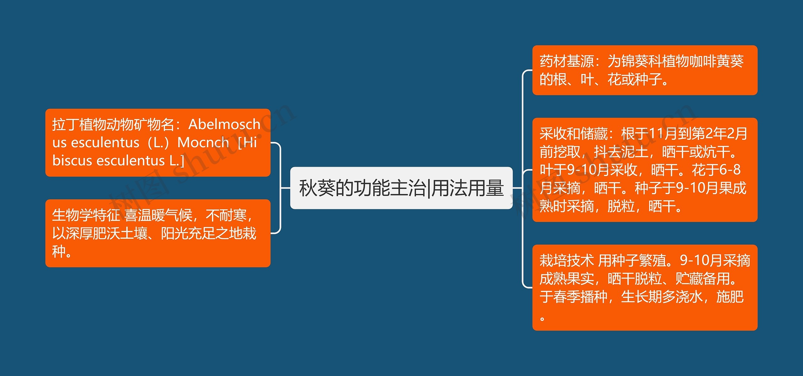 秋葵的功能主治|用法用量思维导图