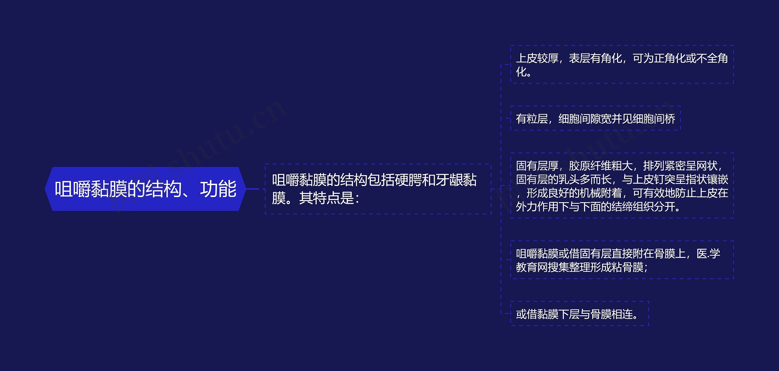 咀嚼黏膜的结构、功能思维导图