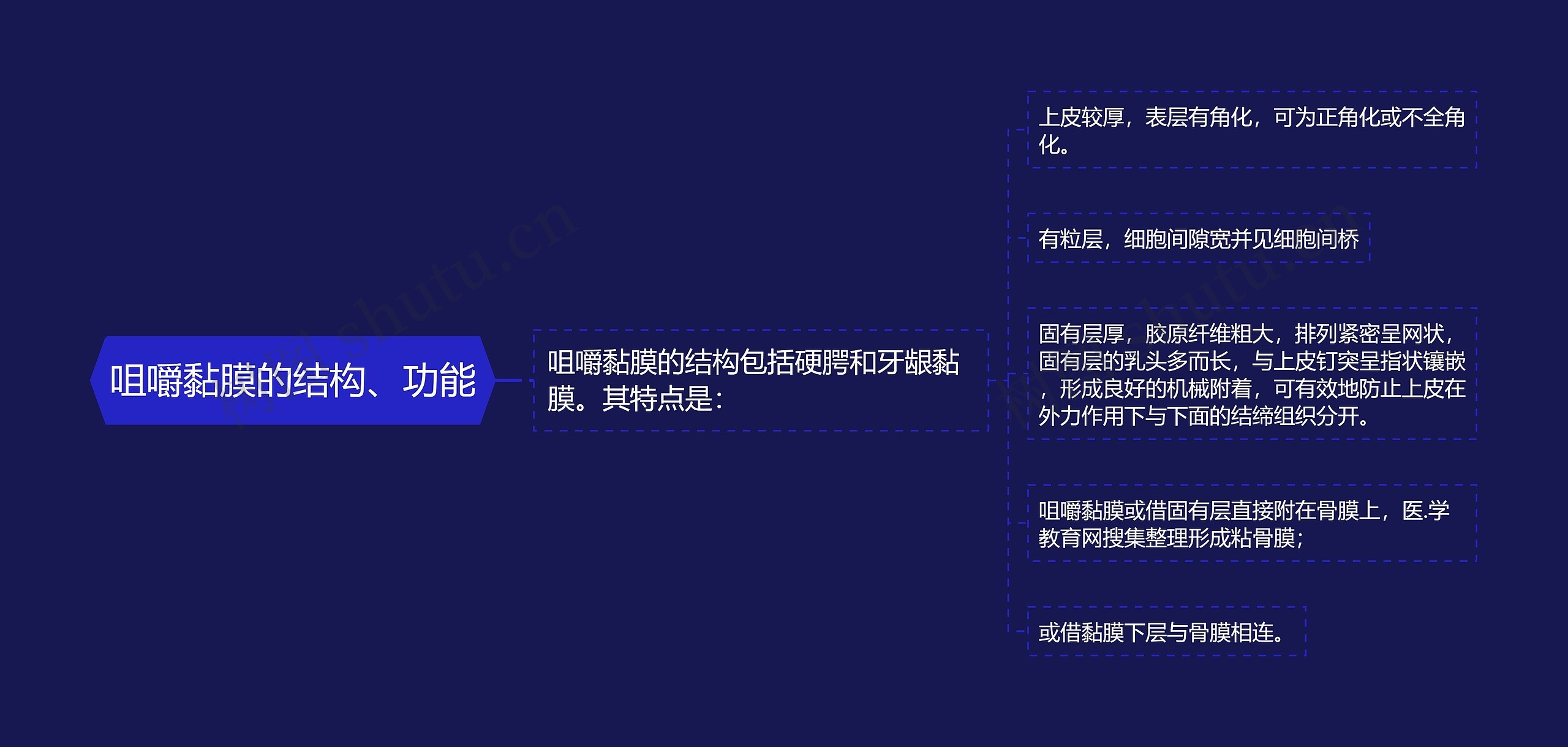 咀嚼黏膜的结构、功能 咀嚼黏膜的结构、功能