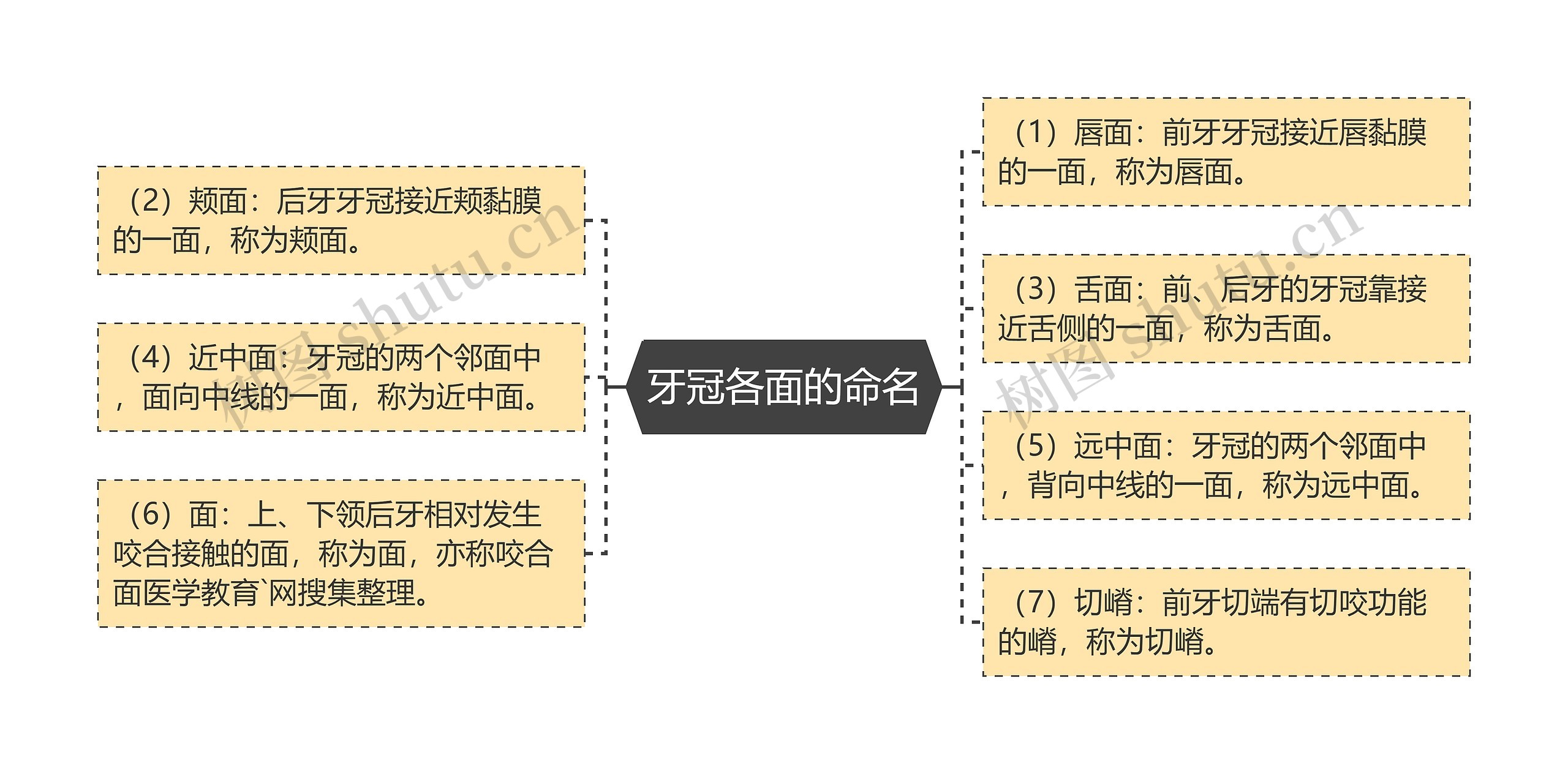 牙冠各面的命名 牙冠各面的命名