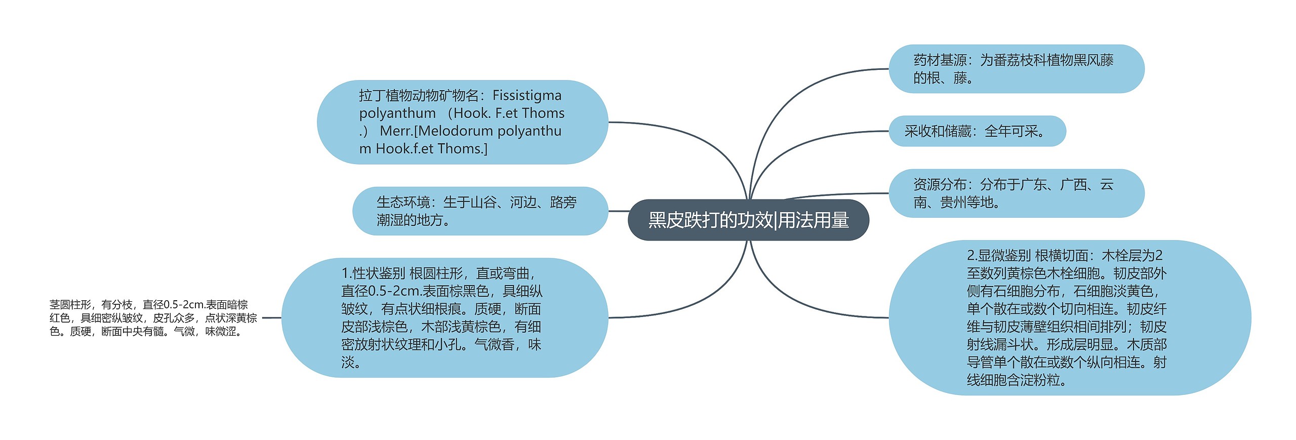 黑皮跌打的功效|用法用量