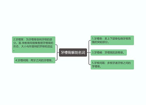 牙槽骨解剖名词