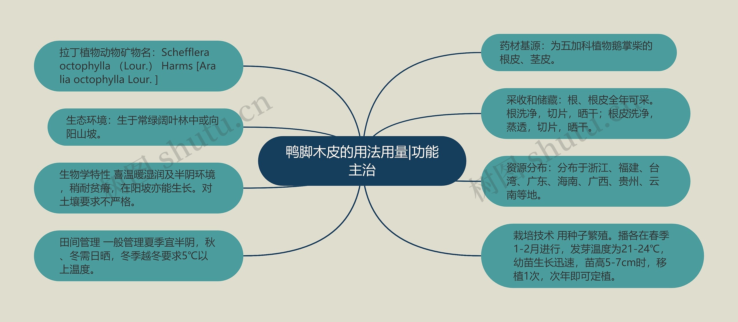 鸭脚木皮的用法用量|功能主治思维导图