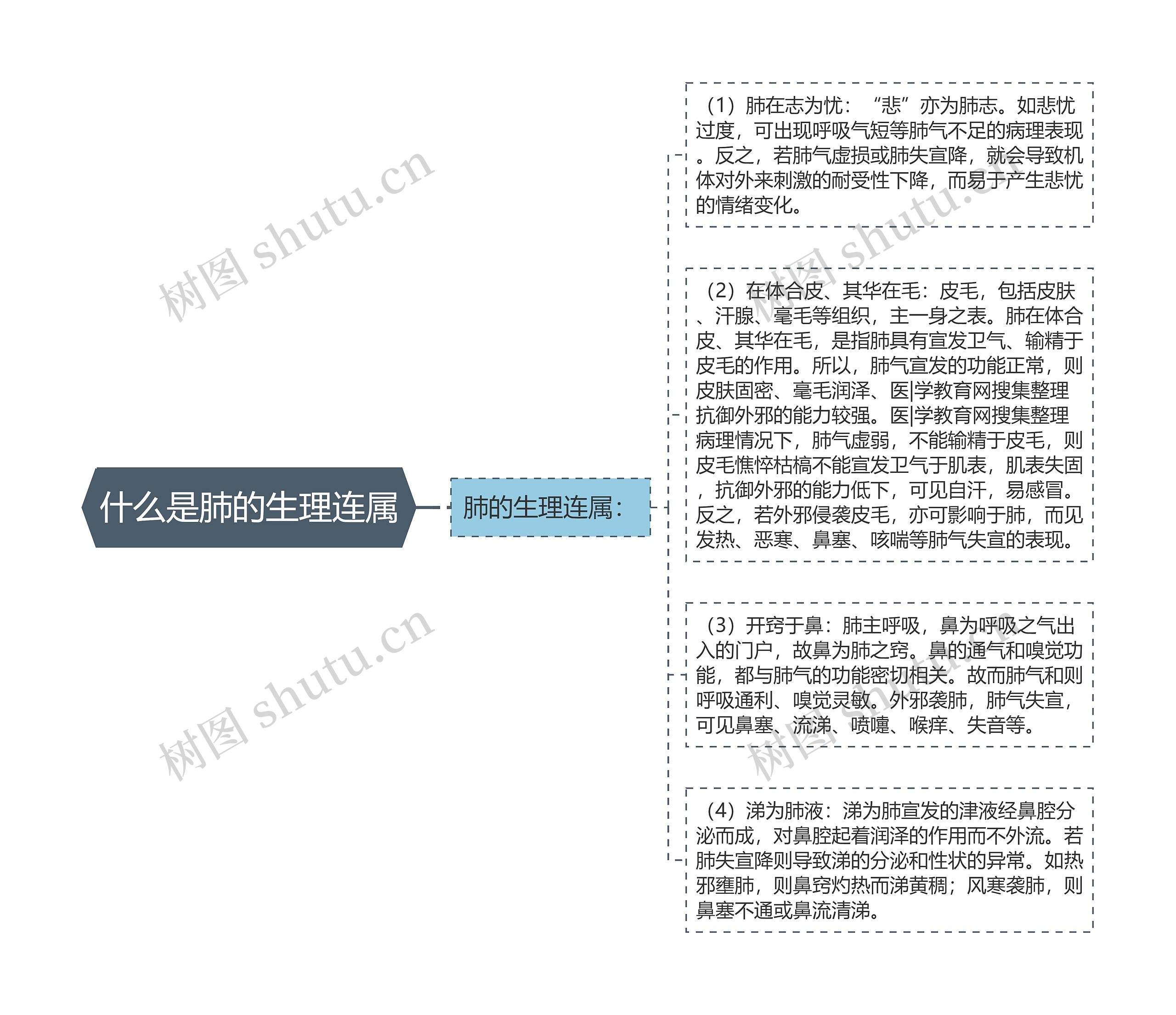 什么是肺的生理连属