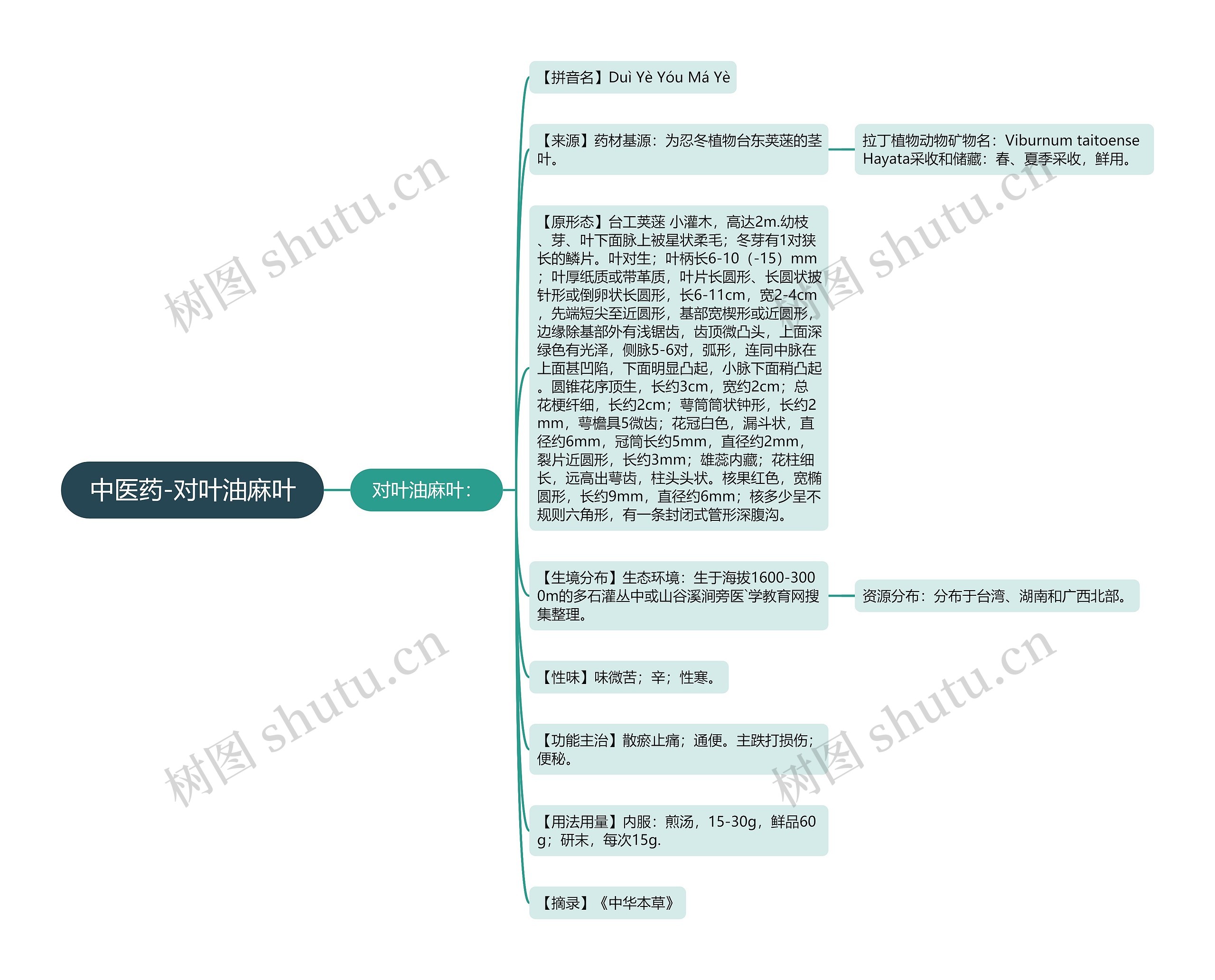 中医药-对叶油麻叶 中医药-对叶油麻叶