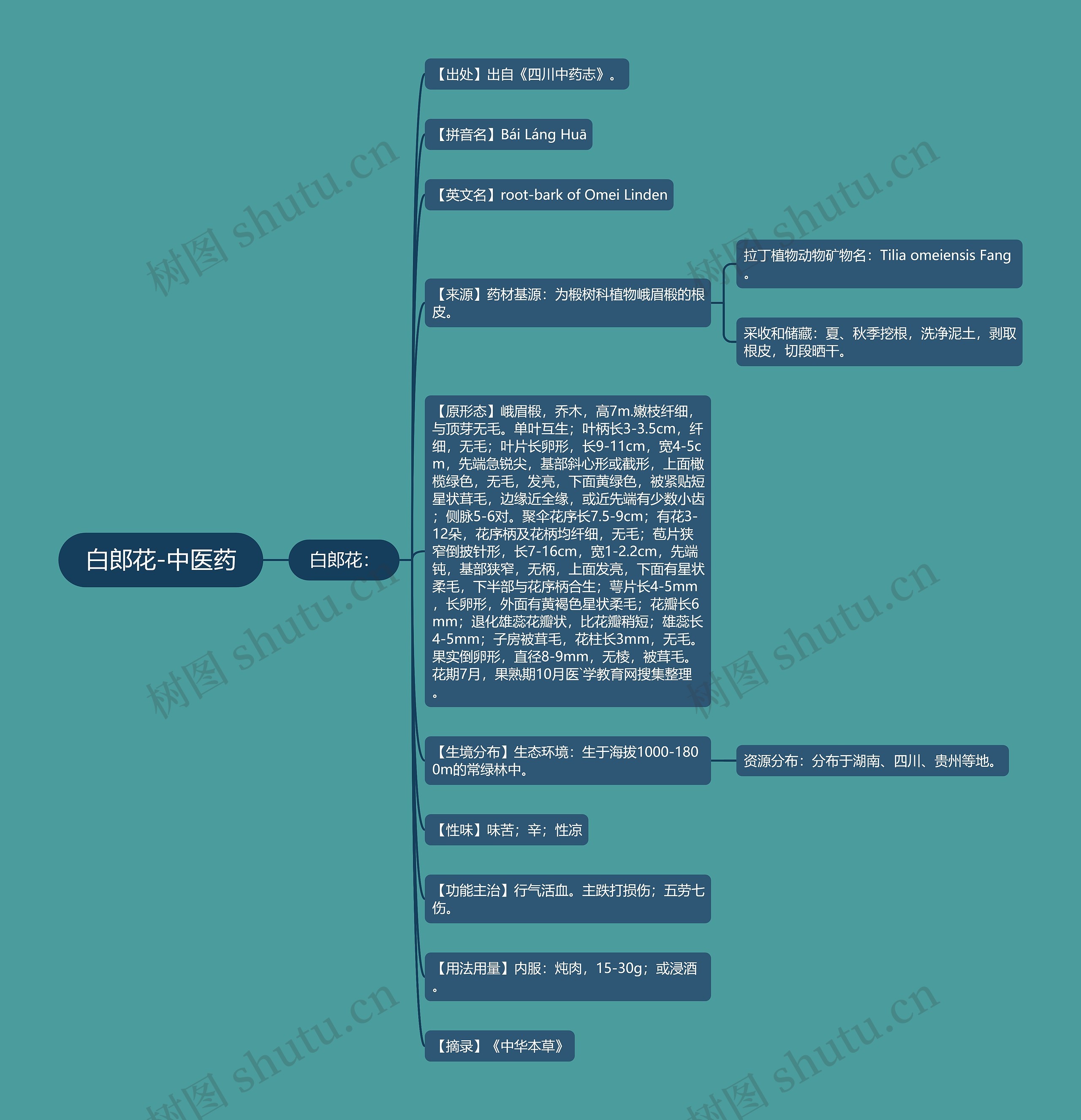 白郎花-中医药思维导图