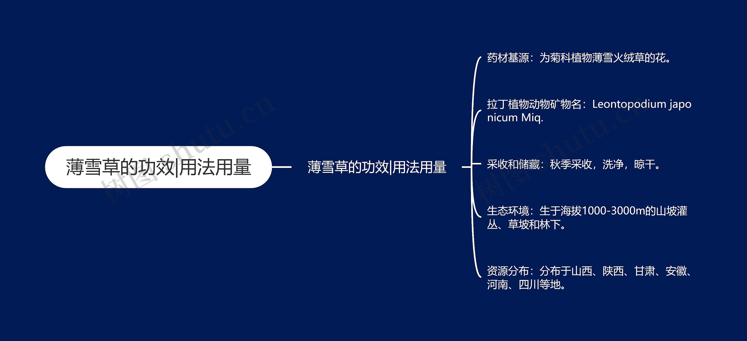 薄雪草的功效|用法用量思维导图