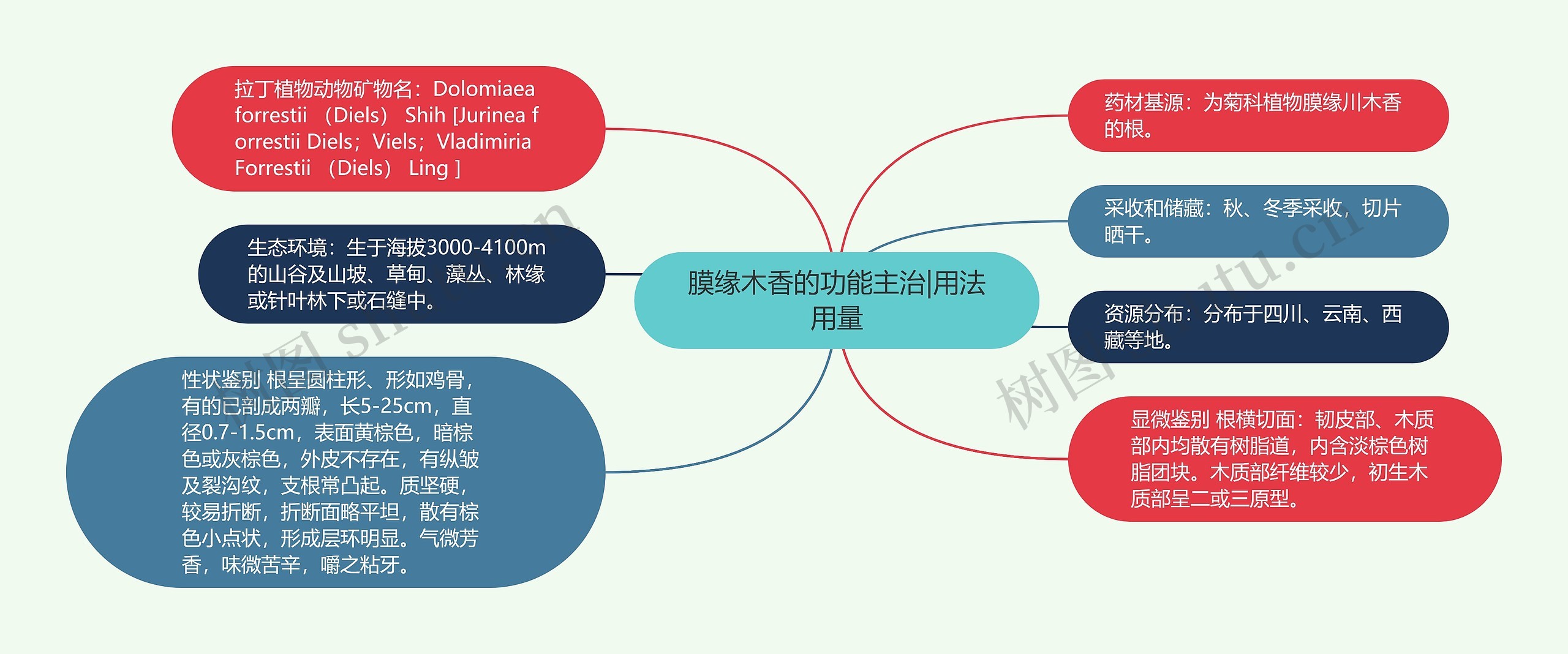 膜缘木香的功能主治|用法用量思维导图