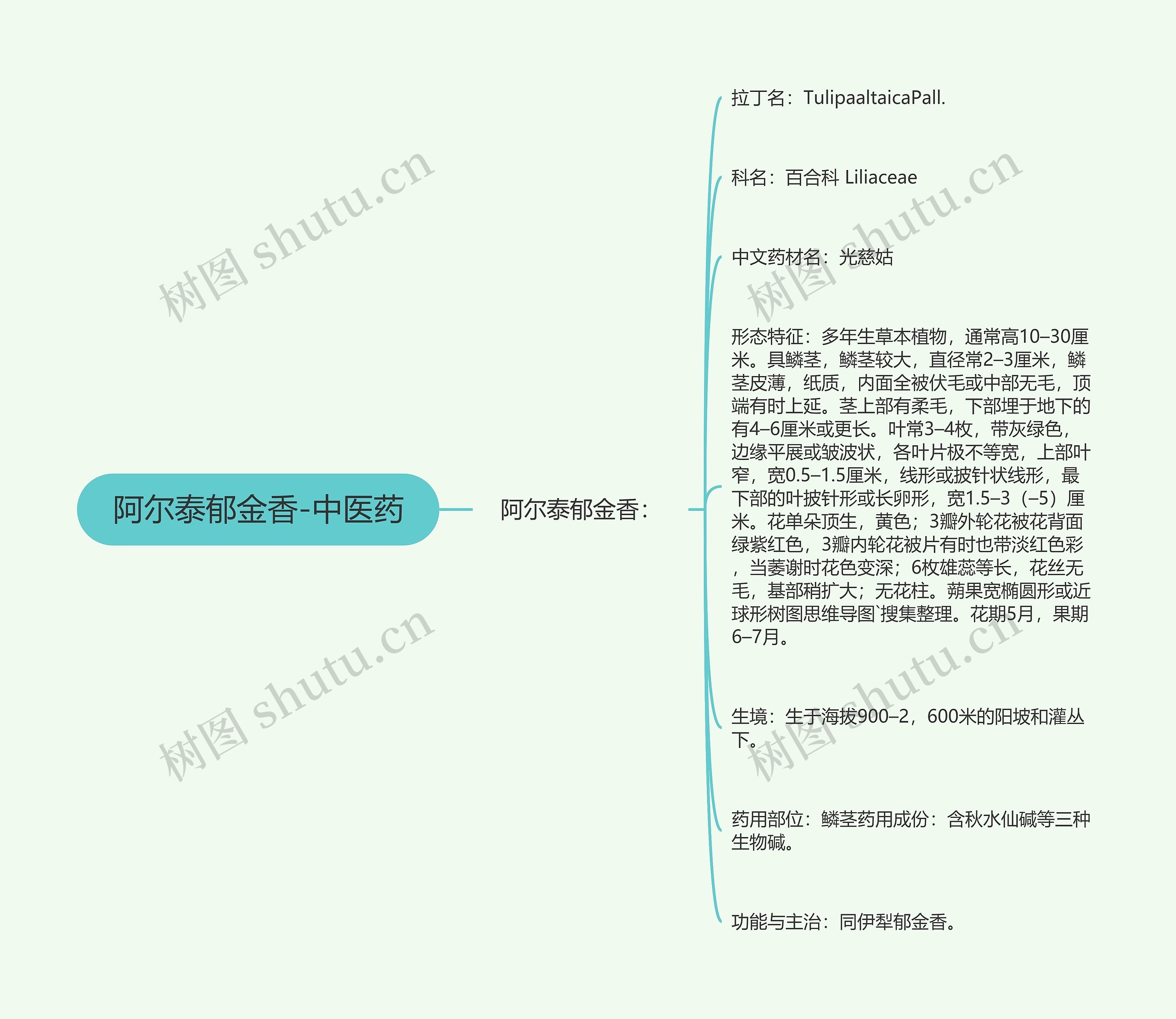 阿尔泰郁金香-中医药 阿尔泰郁金香-中医药