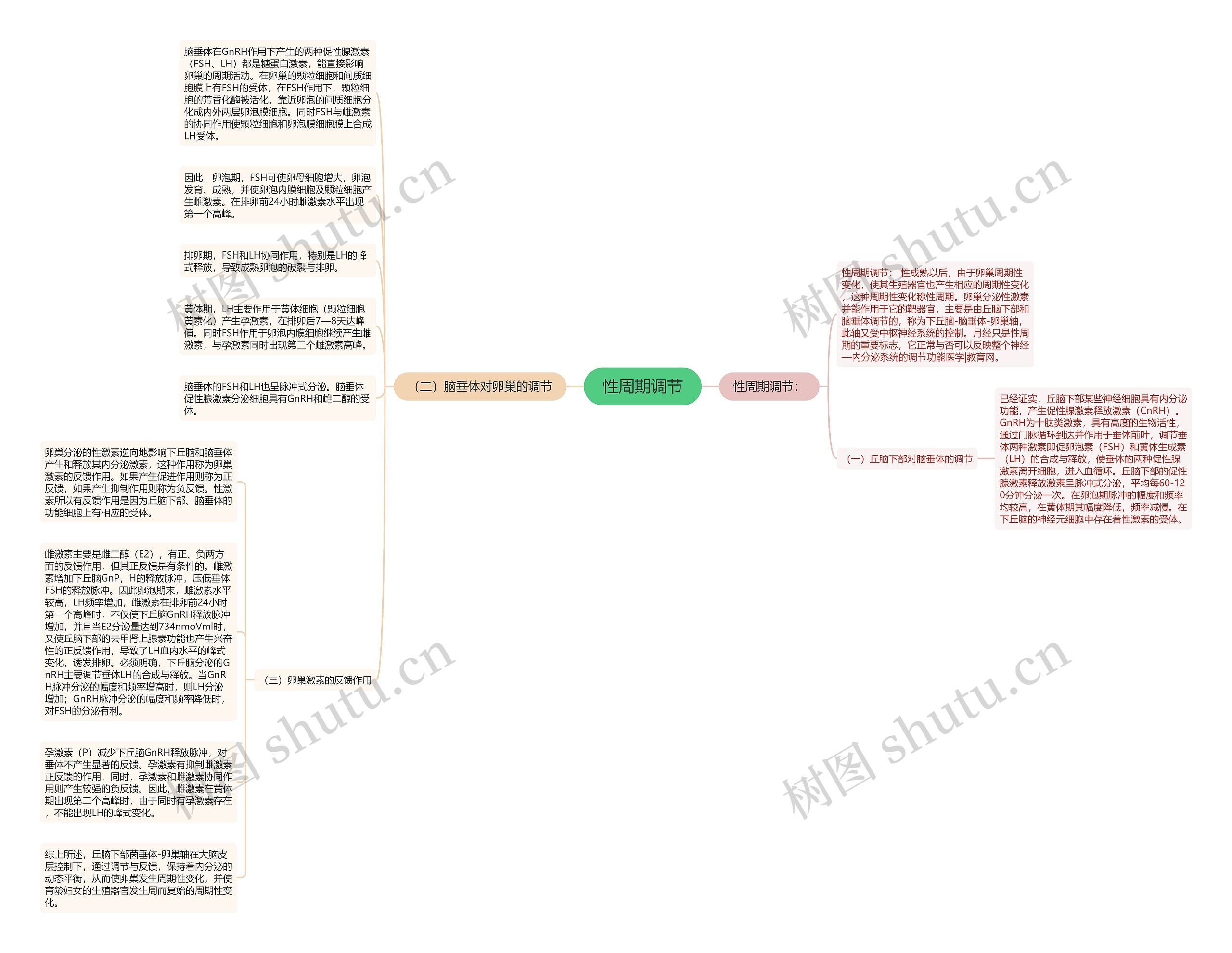 性周期调节思维导图