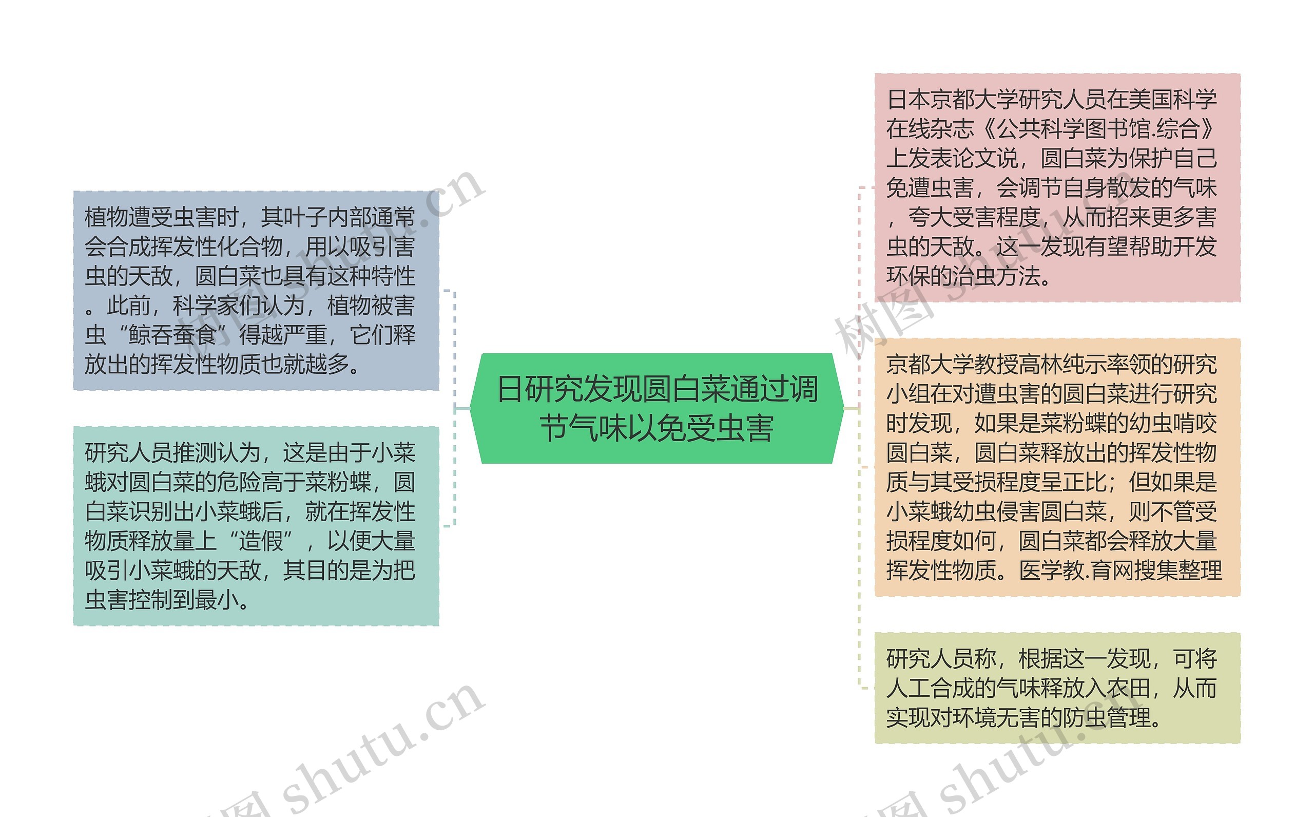 日研究发现圆白菜通过调节气味以免受虫害