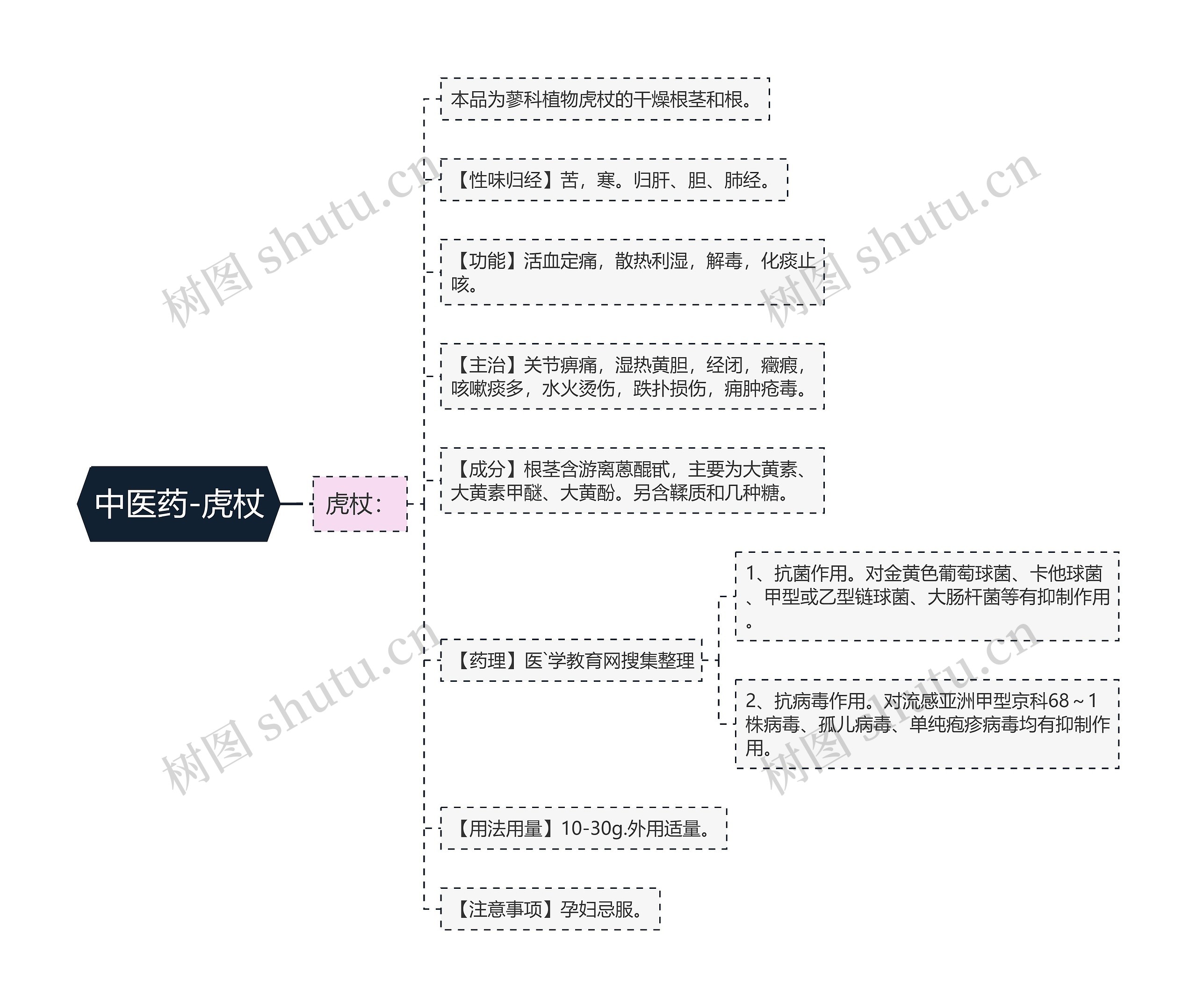 中医药-虎杖 中医药-虎杖