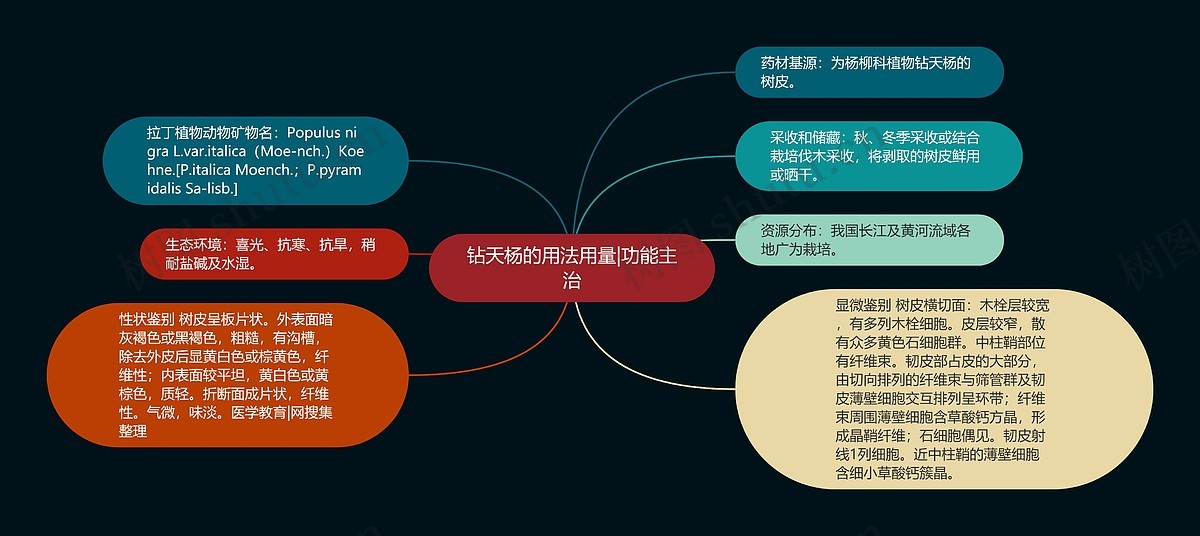 钻天杨的用法用量|功能主治思维导图_编号p6945077-TreeMind树图