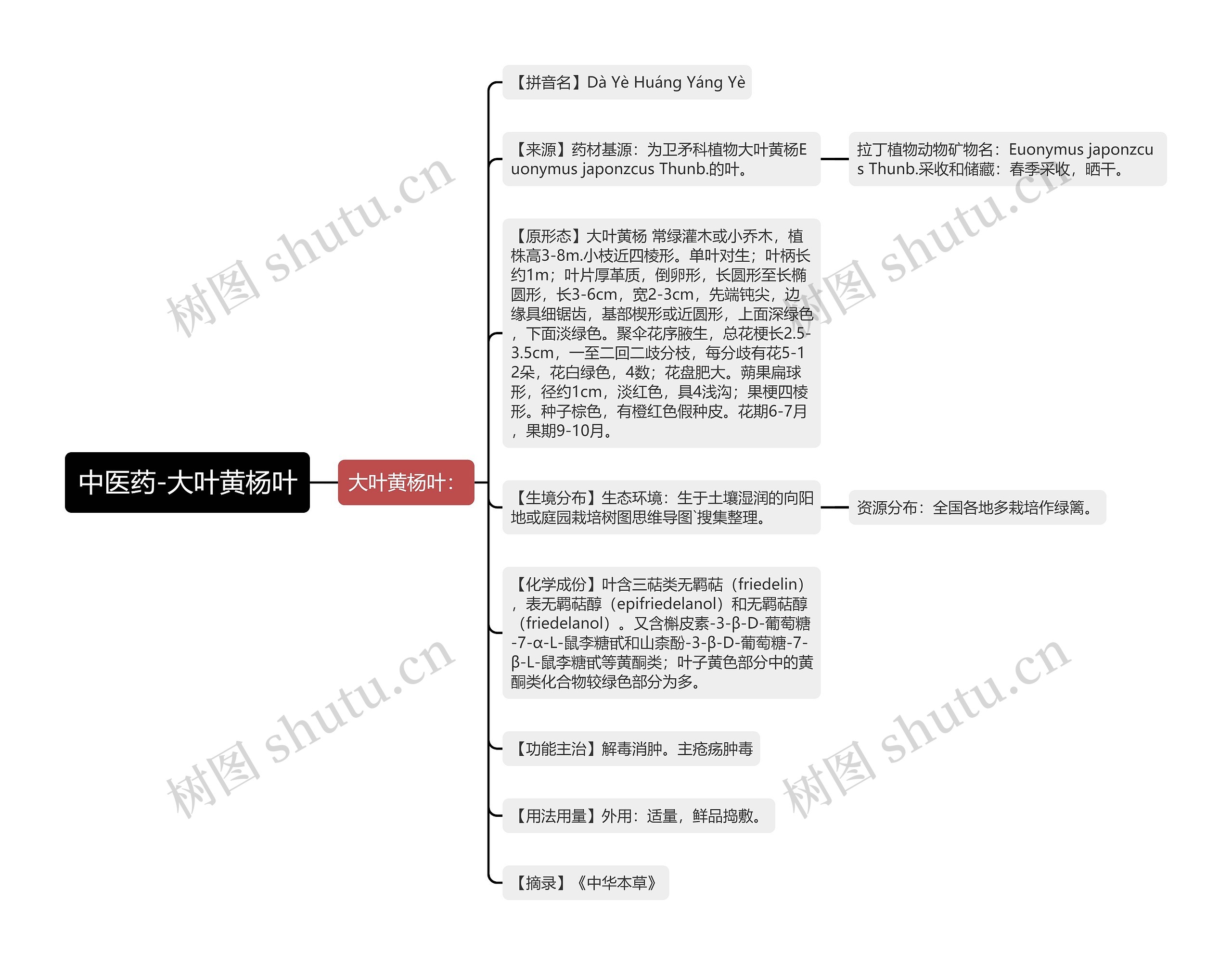 中医药-大叶黄杨叶思维导图