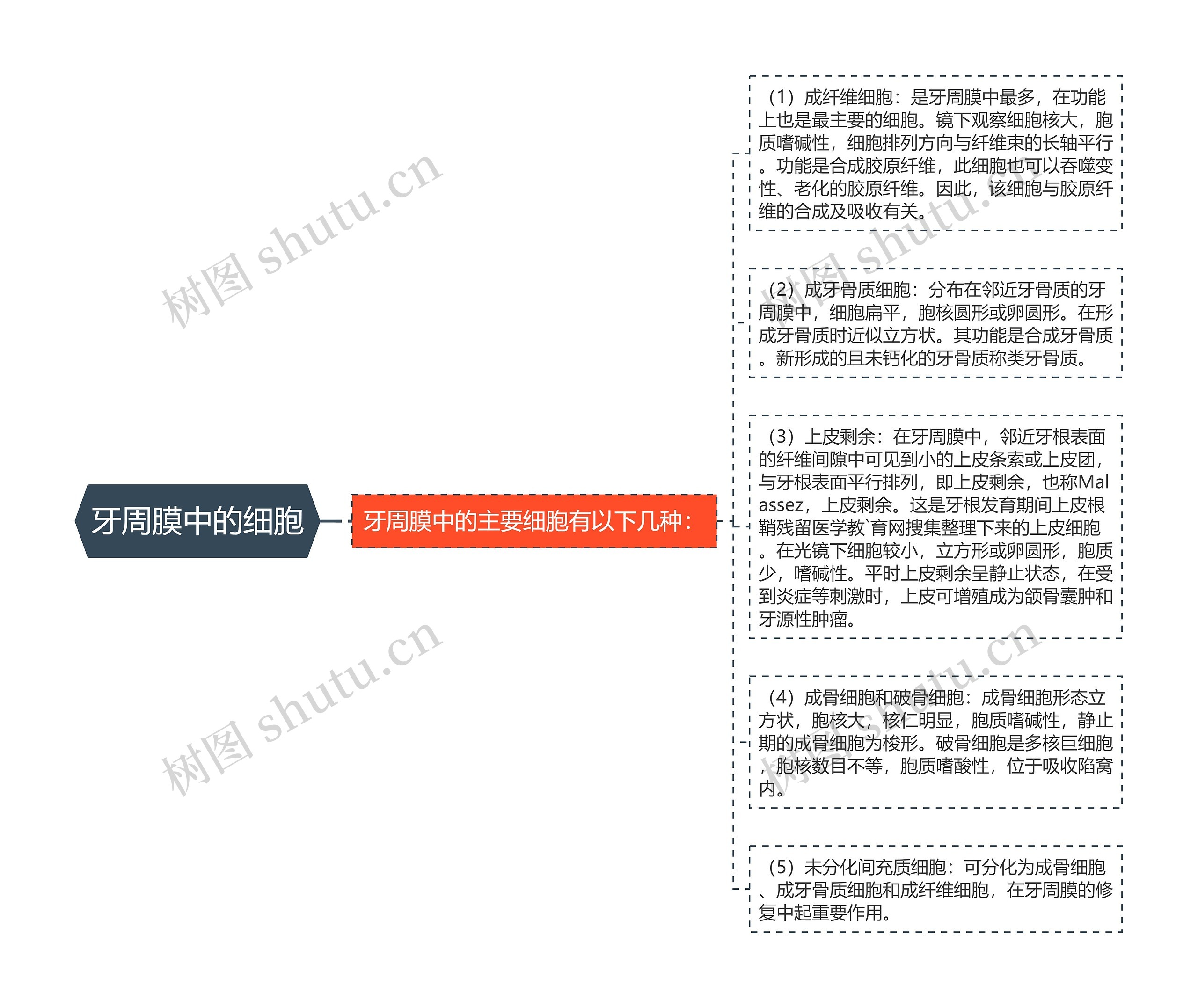 牙周膜中的细胞思维导图