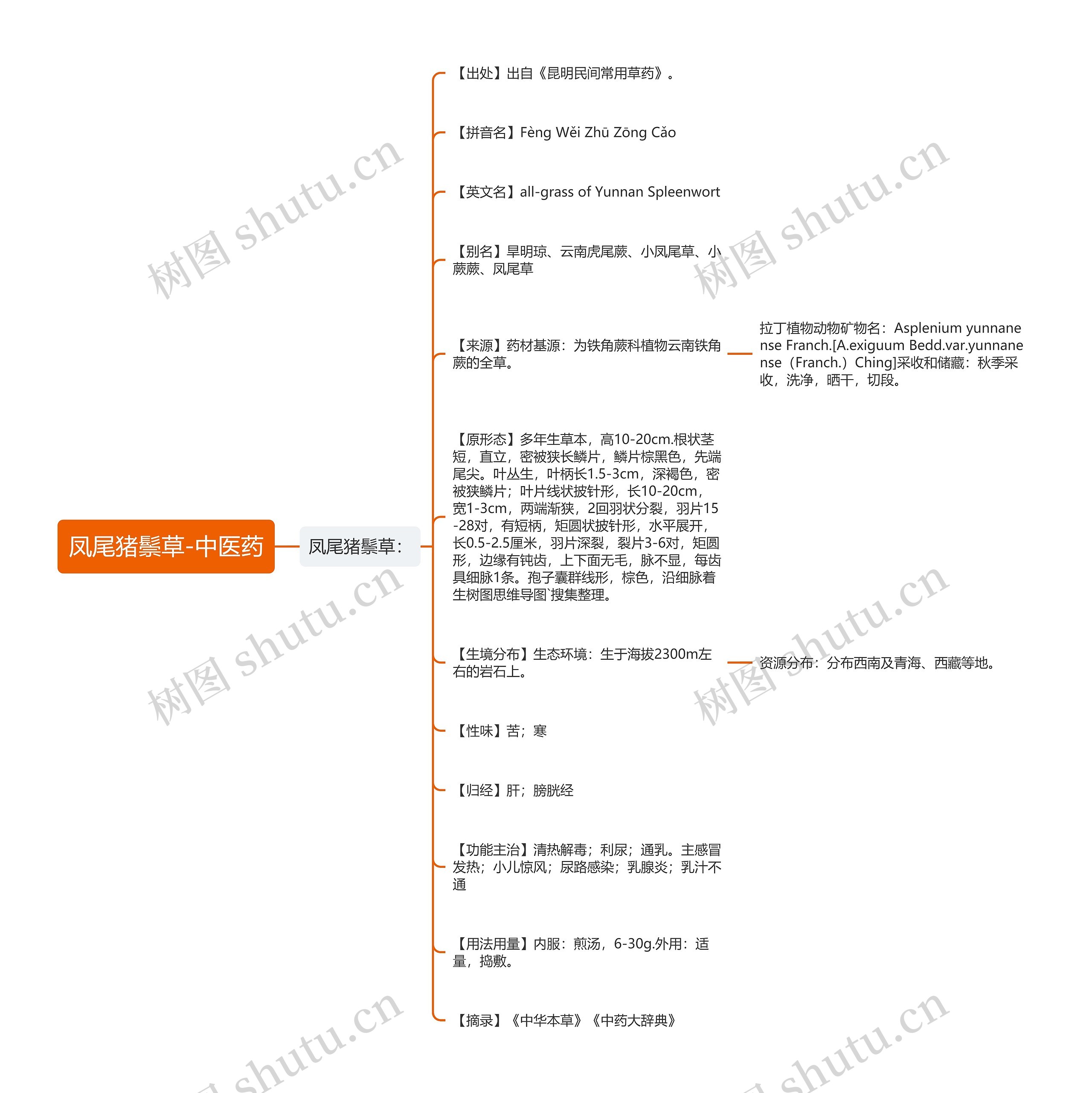 凤尾猪鬃草-中医药思维导图