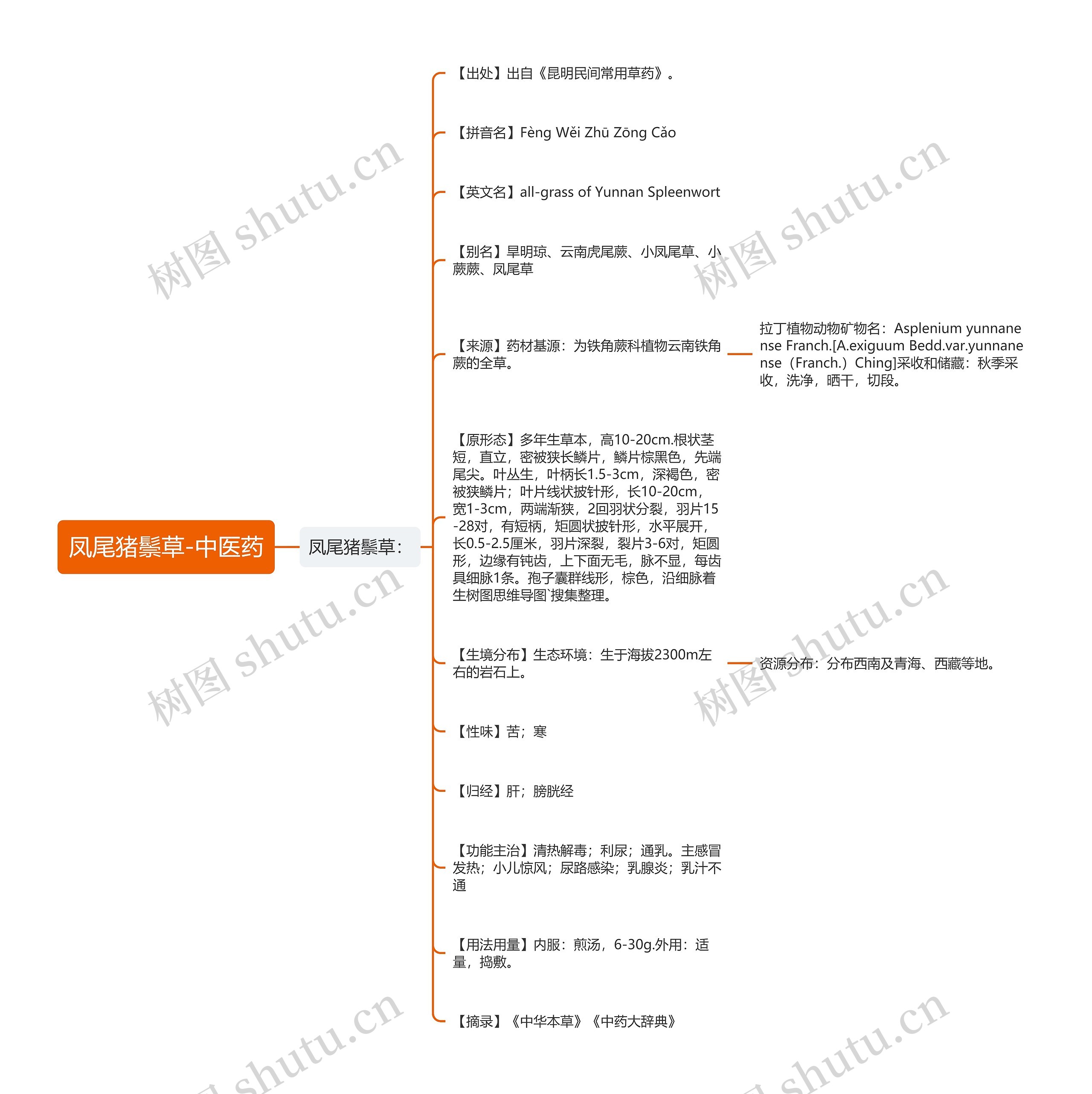 凤尾猪鬃草-中医药 凤尾猪鬃草-中医药