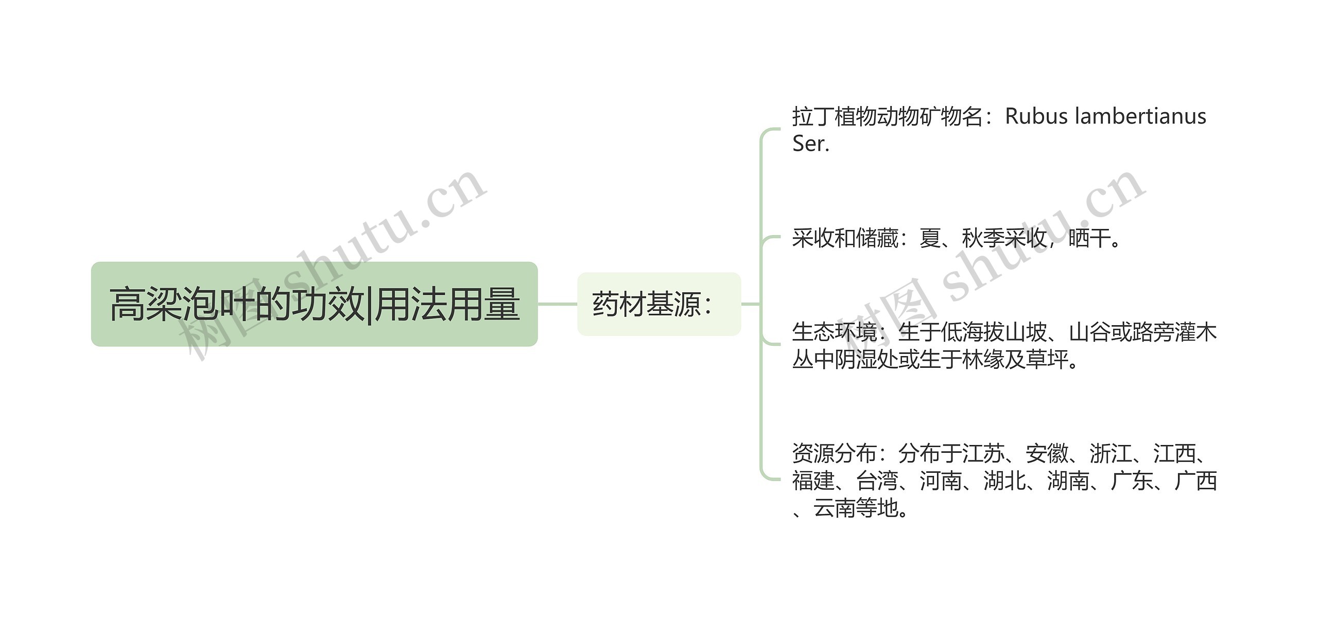 高梁泡叶的功效|用法用量思维导图