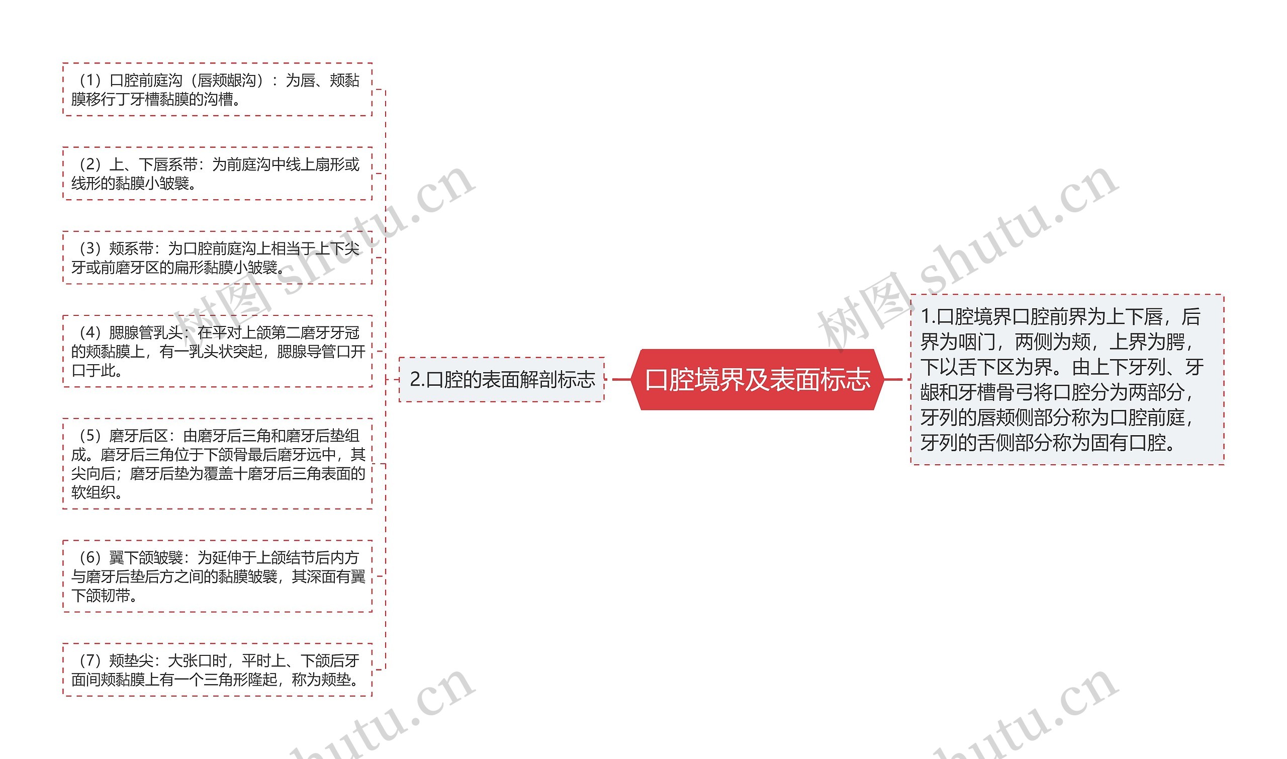 口腔境界及表面标志思维导图