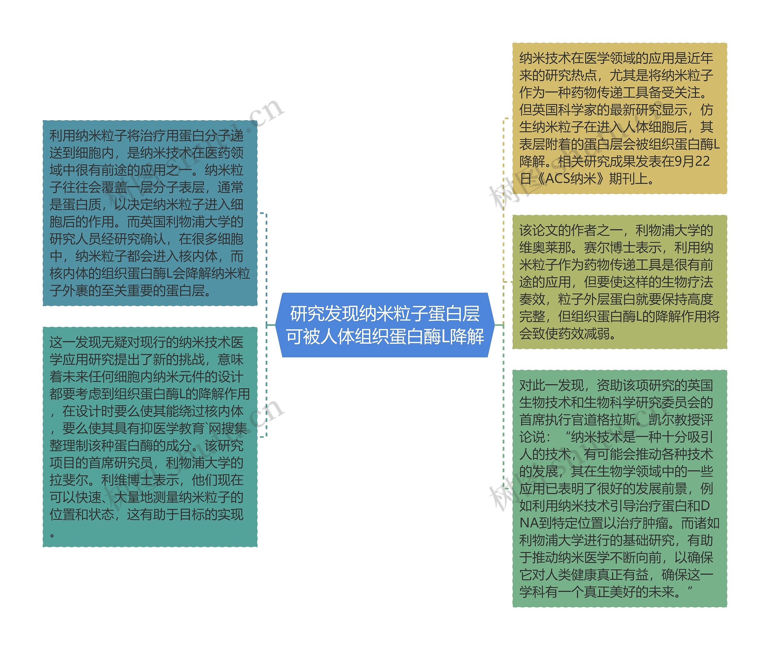 研究发现纳米粒子蛋白层可被人体组织蛋白酶L降解思维导图