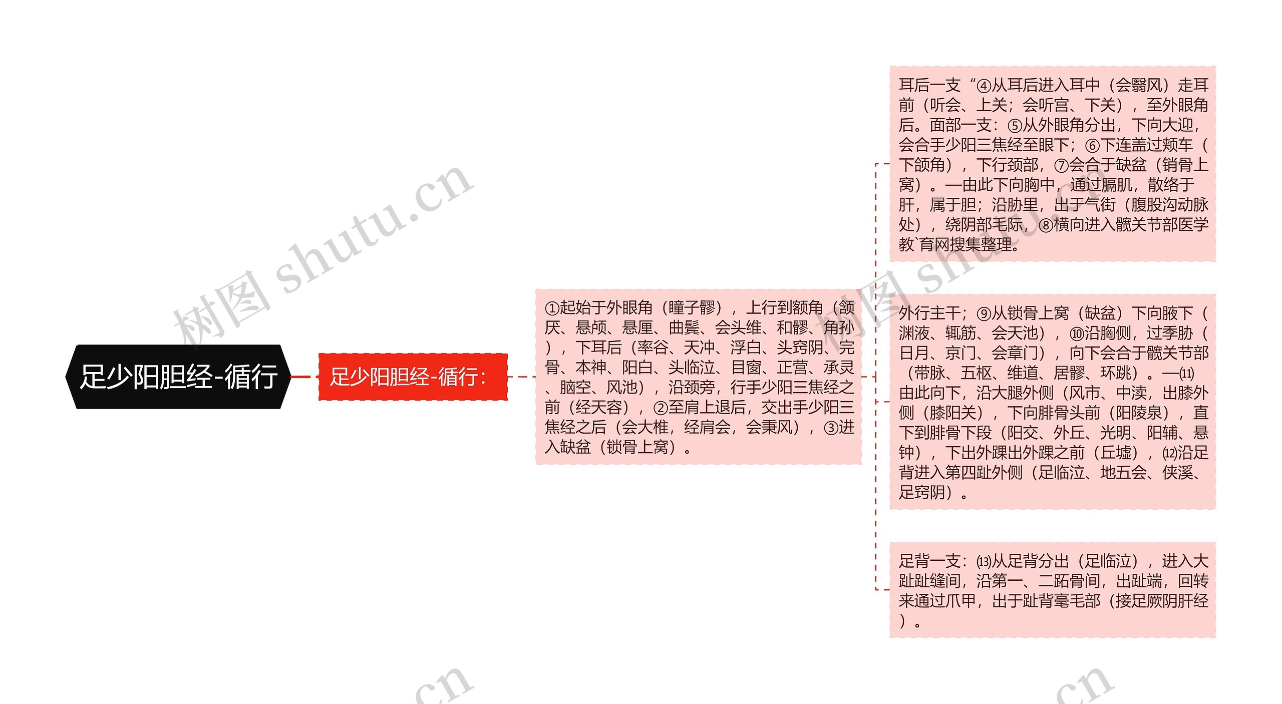 足少阳胆经-循行