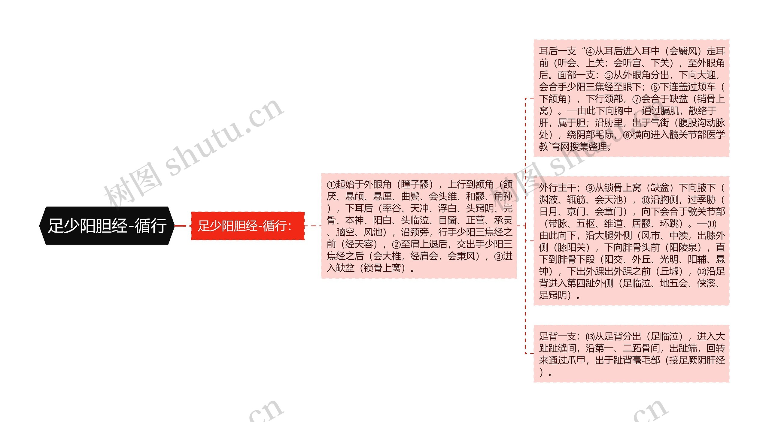 足少阳胆经-循行