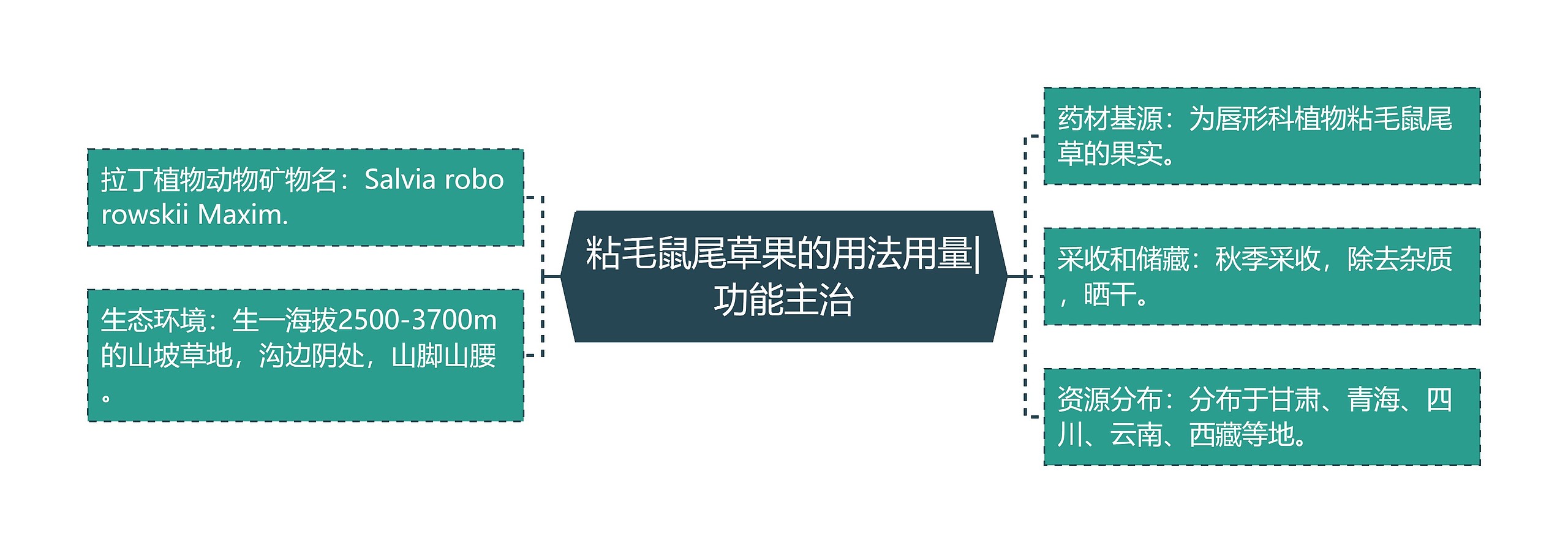 粘毛鼠尾草果的用法用量|功能主治 粘毛鼠尾草果的用法用量|功能主治