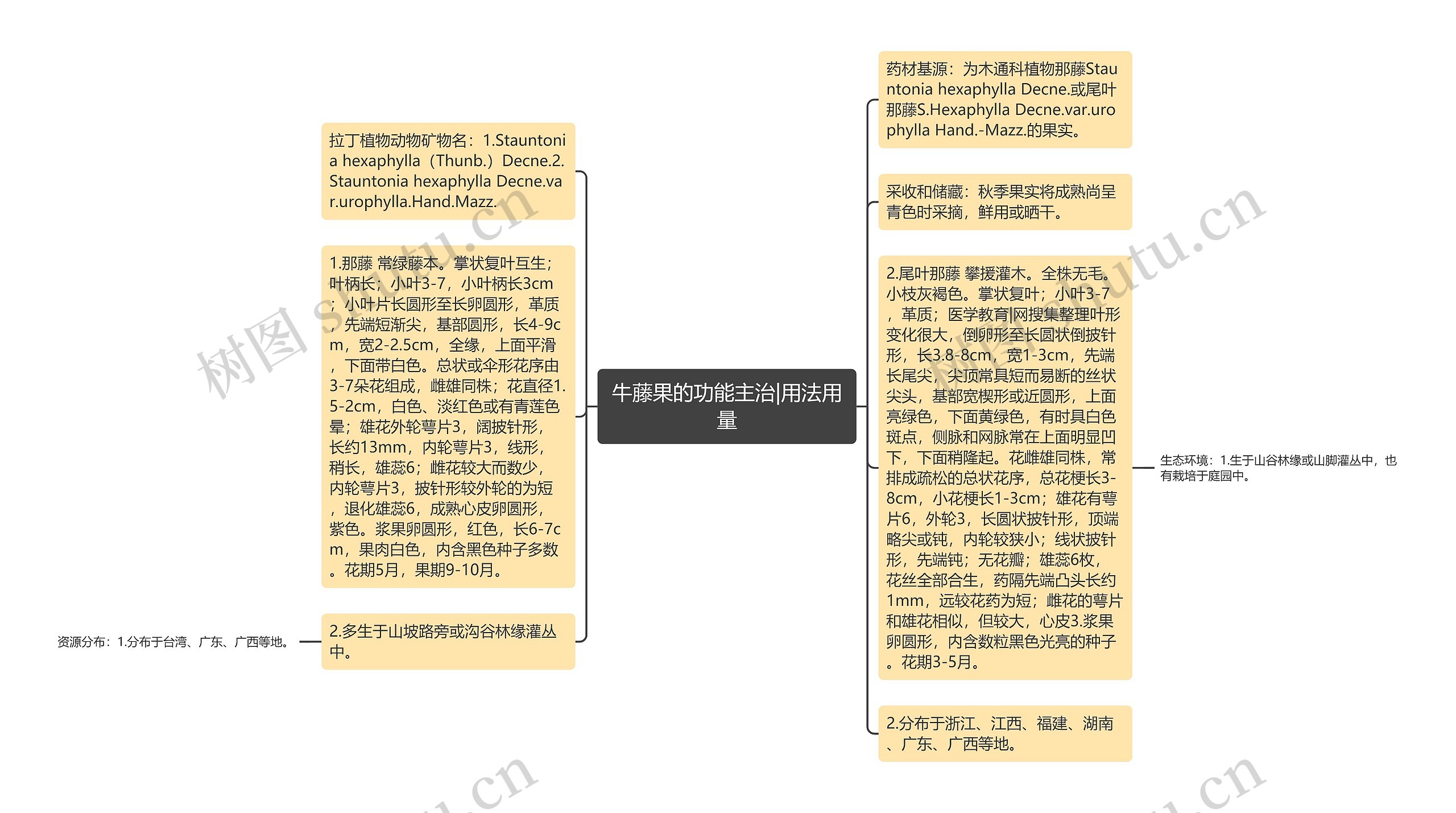 牛藤果的功能主治|用法用量