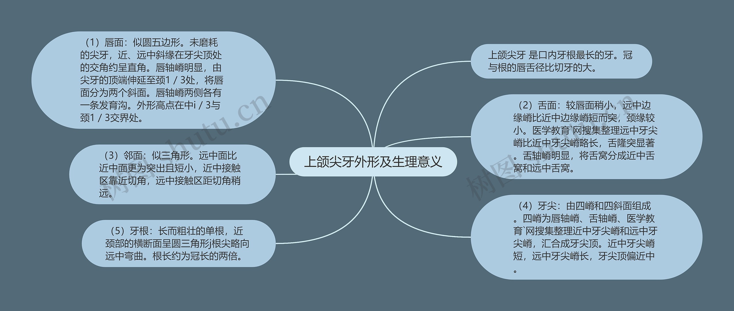 上颌尖牙外形及生理意义思维导图