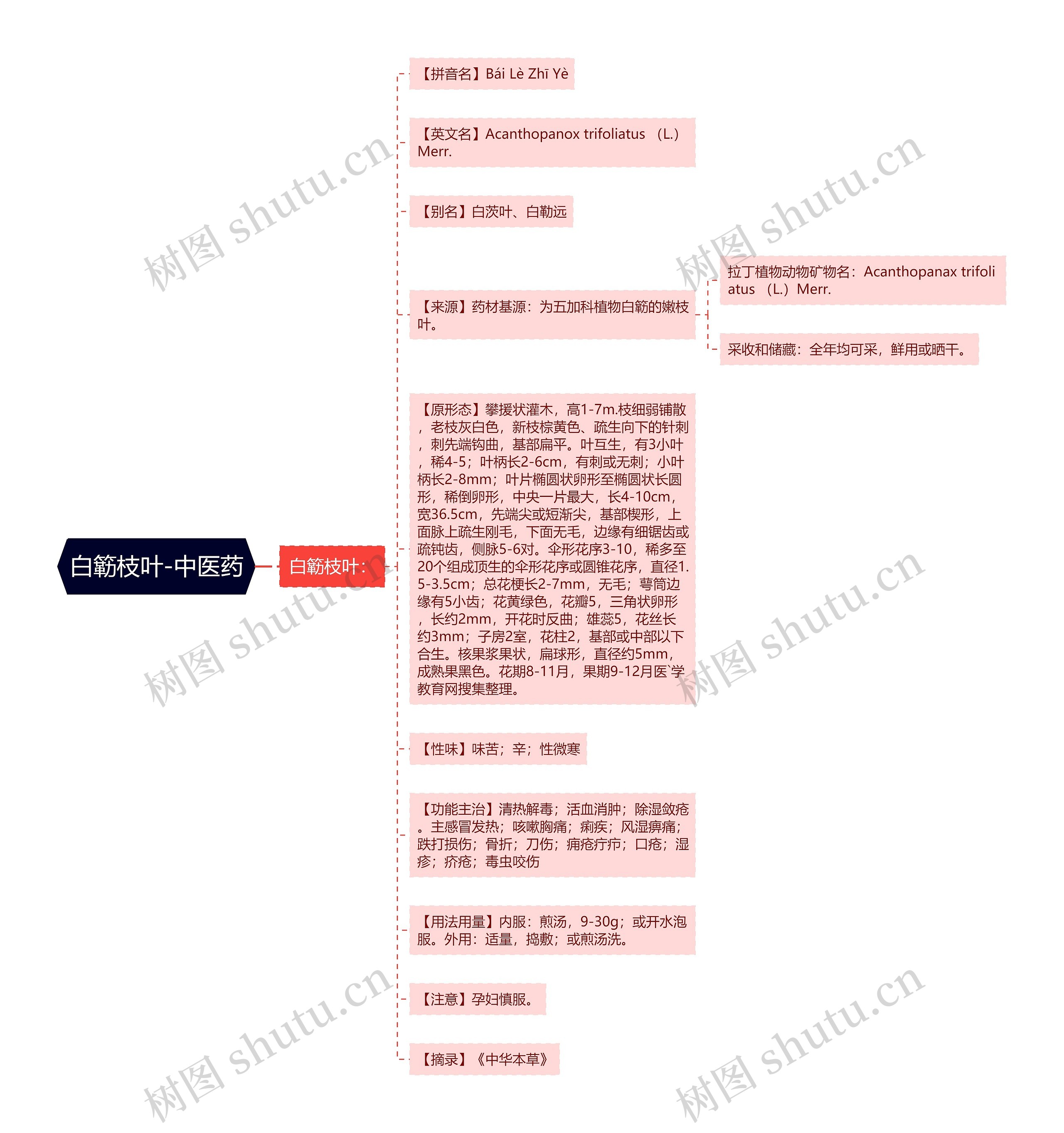 白簕枝叶-中医药思维导图