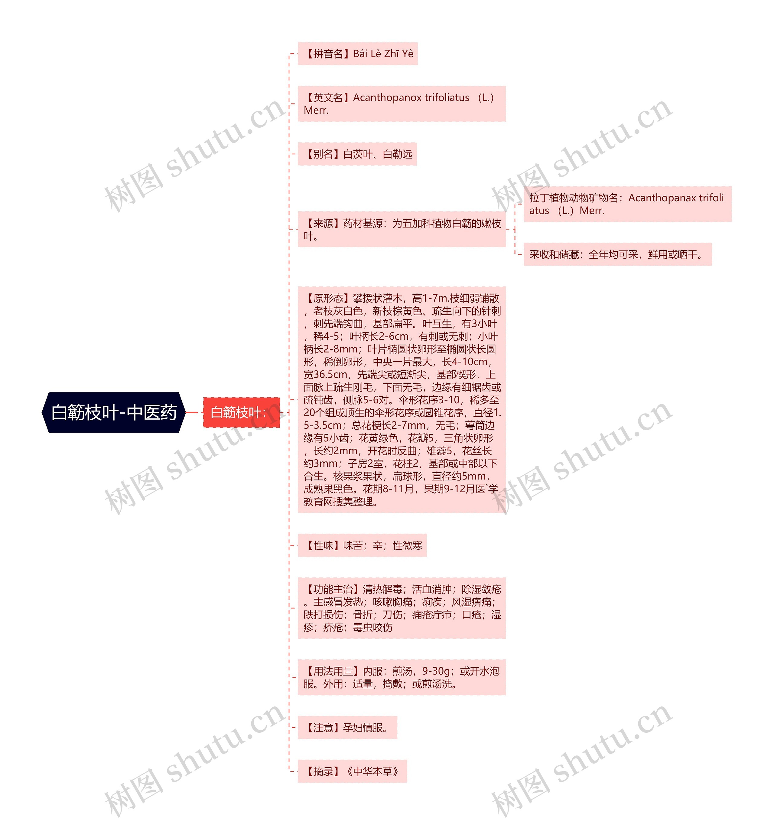 白簕枝叶-中医药 白簕枝叶-中医药