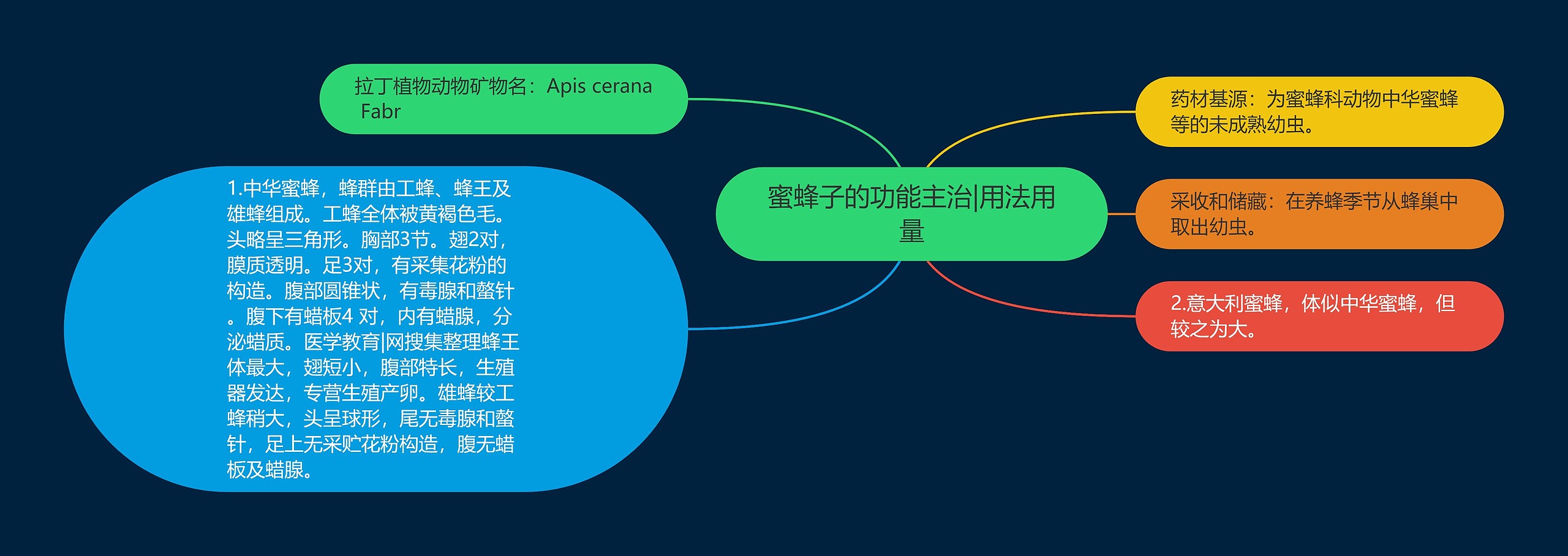 蜜蜂子的功能主治|用法用量思维导图