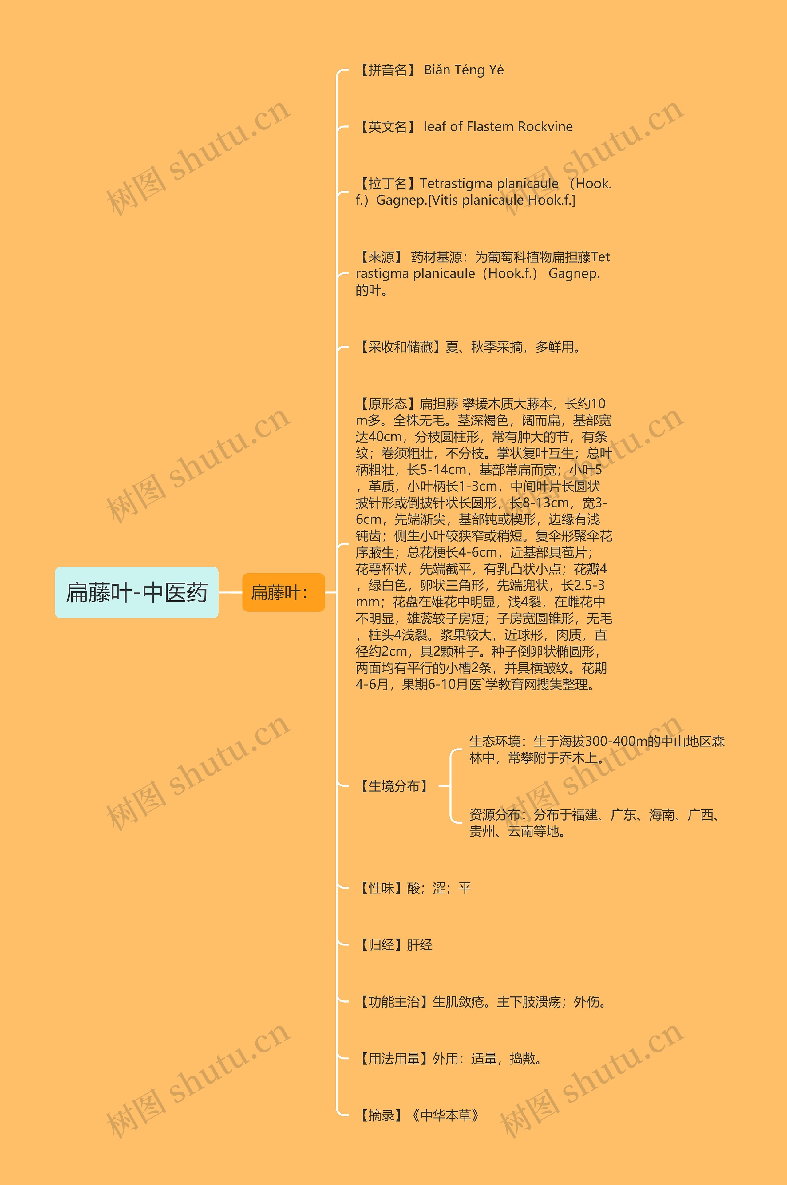扁藤叶-中医药思维导图