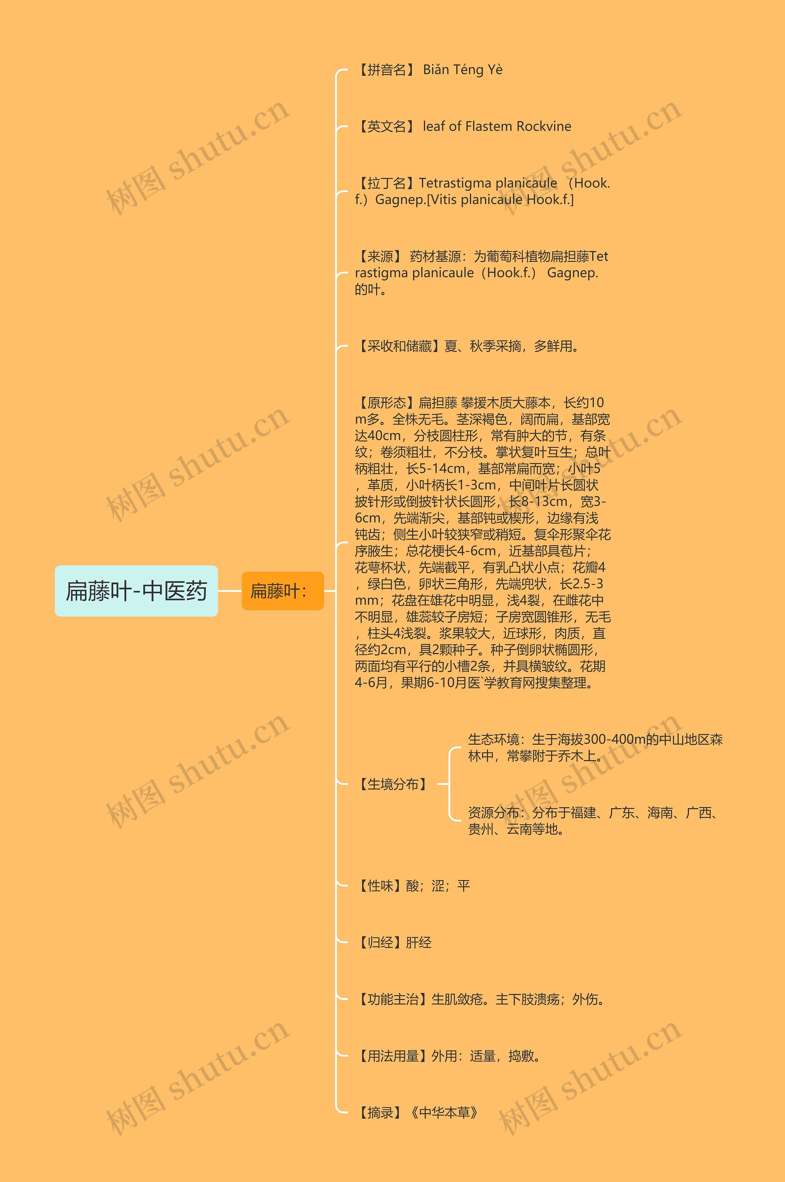 扁藤叶-中医药 扁藤叶-中医药