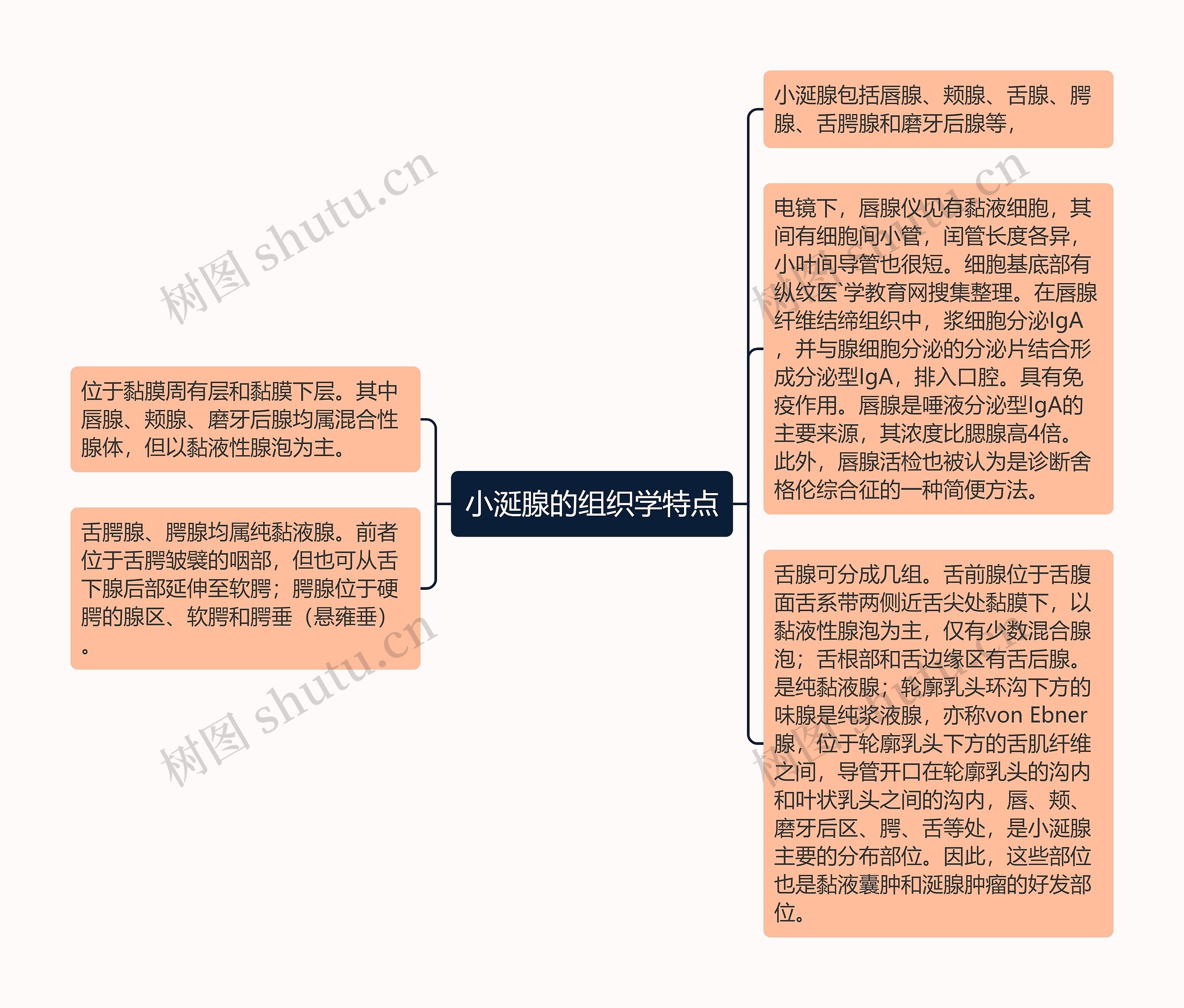 小涎腺的组织学特点