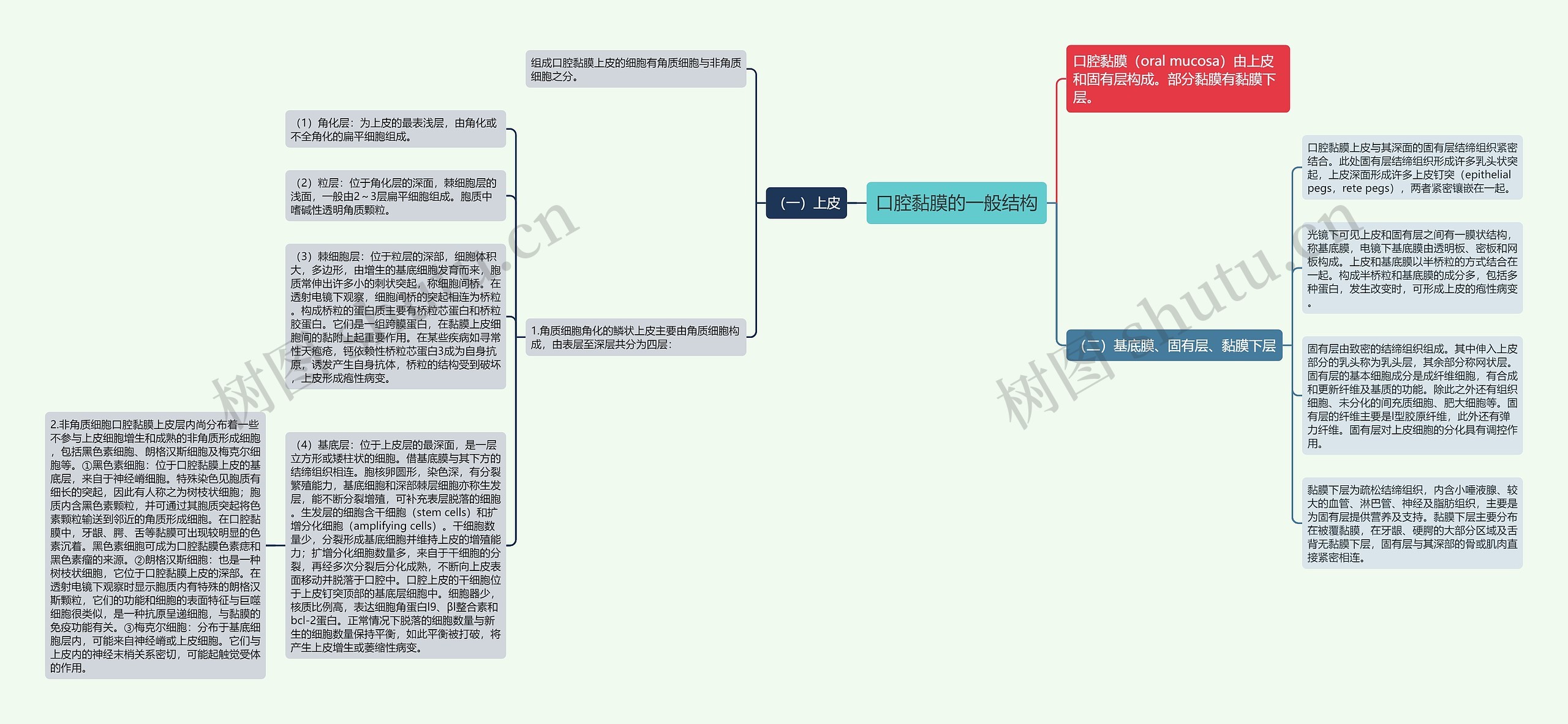 口腔黏膜的一般结构思维导图