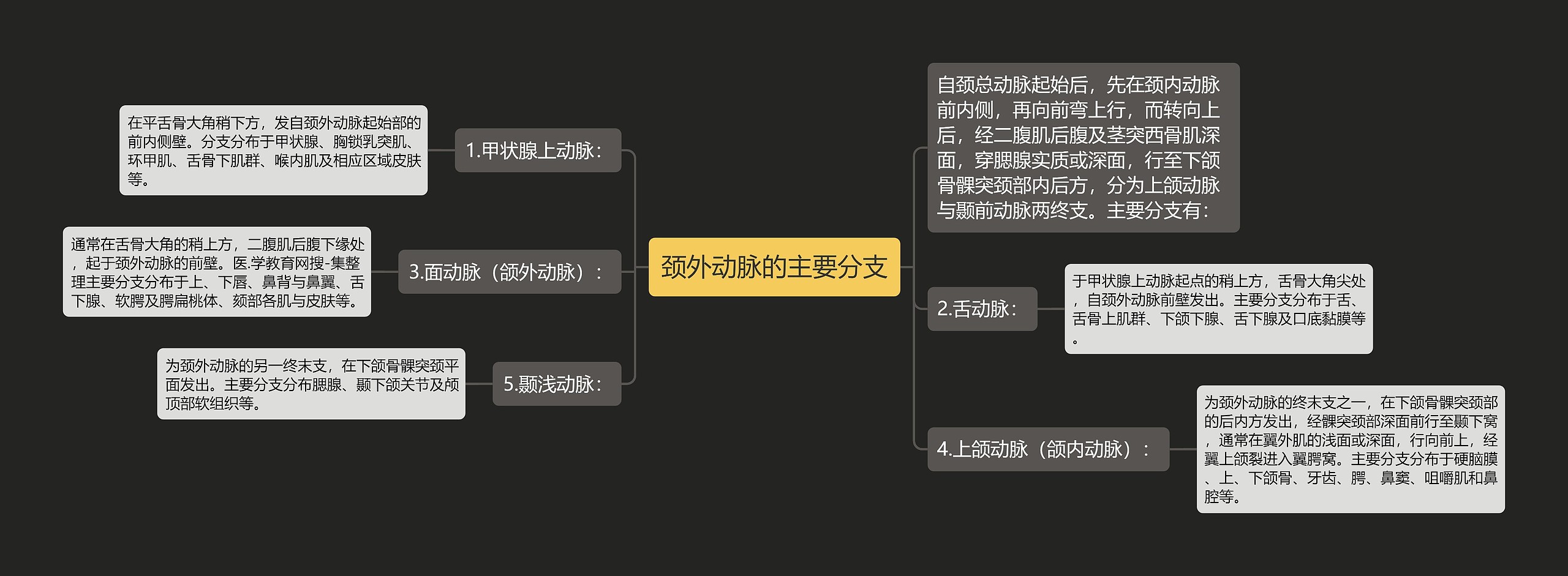 颈外动脉的主要分支思维导图