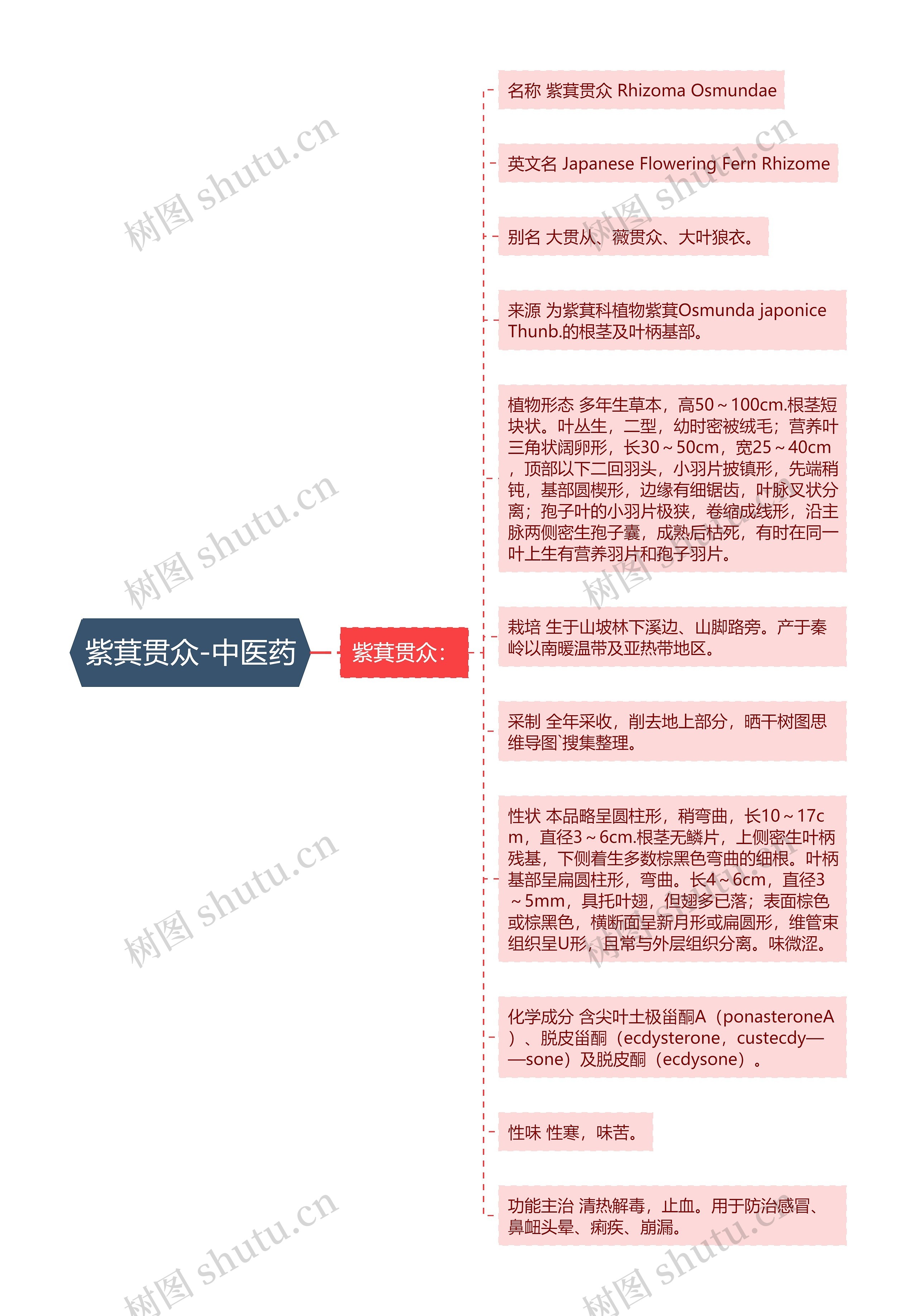 紫萁贯众-中医药 紫萁贯众-中医药
