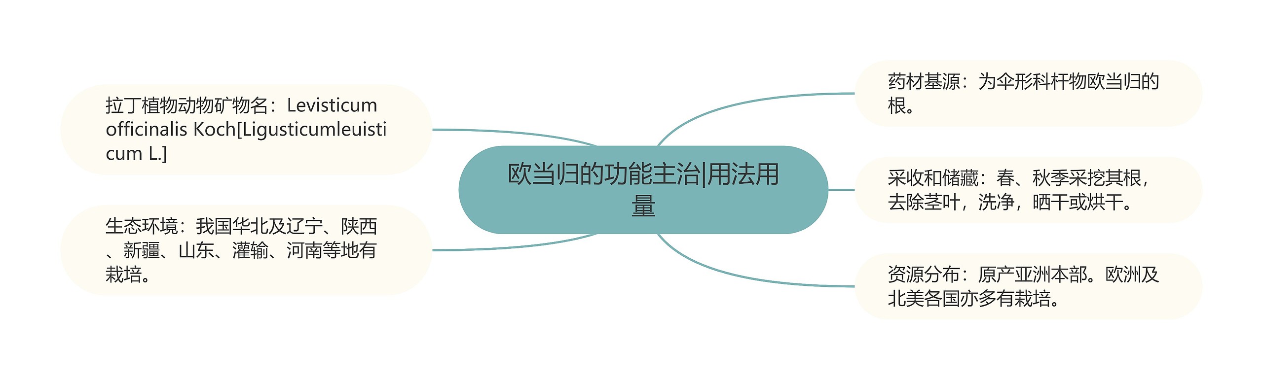 欧当归的功能主治|用法用量 欧当归的功能主治|用法用量