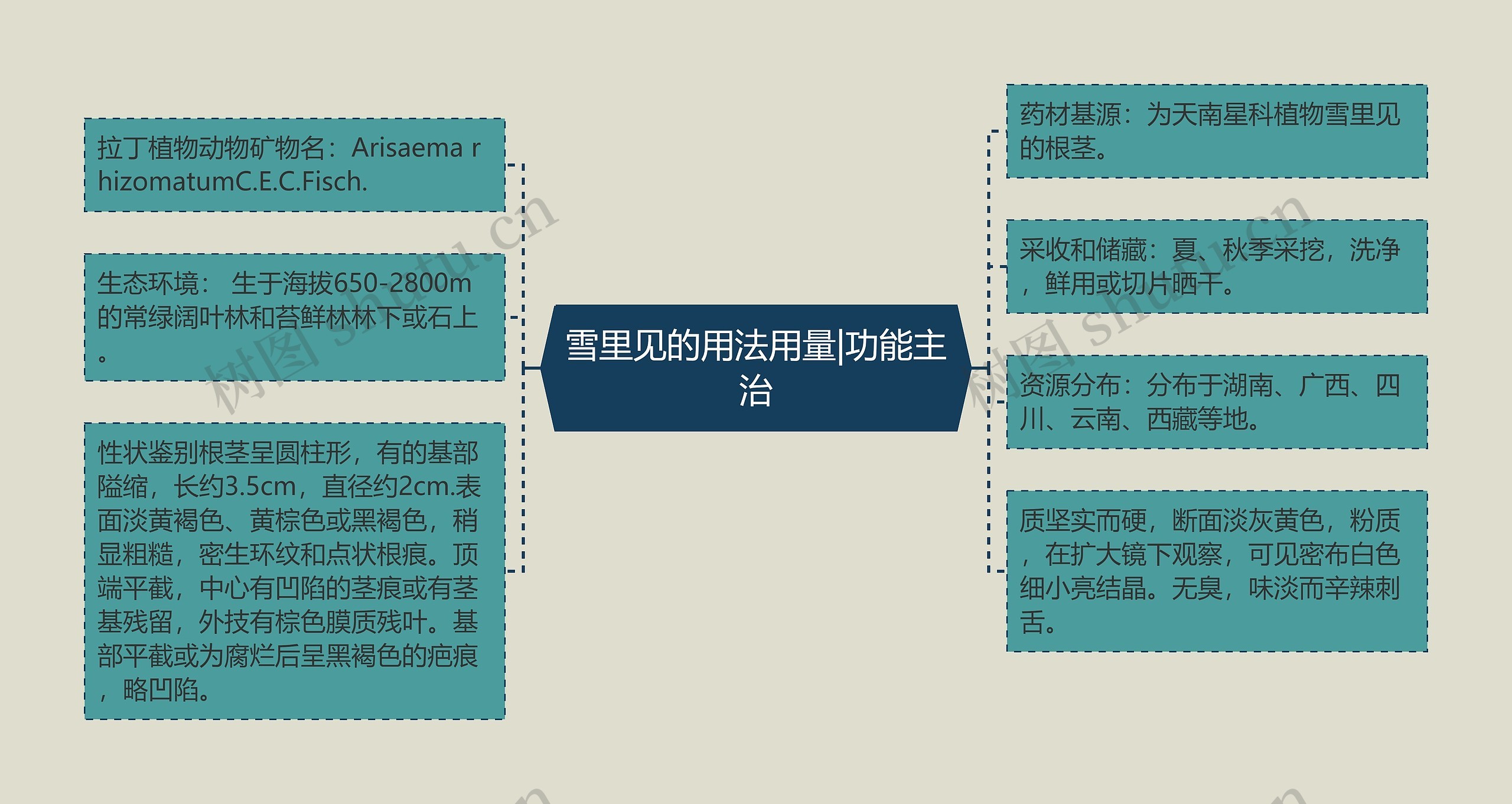 雪里见的用法用量|功能主治思维导图