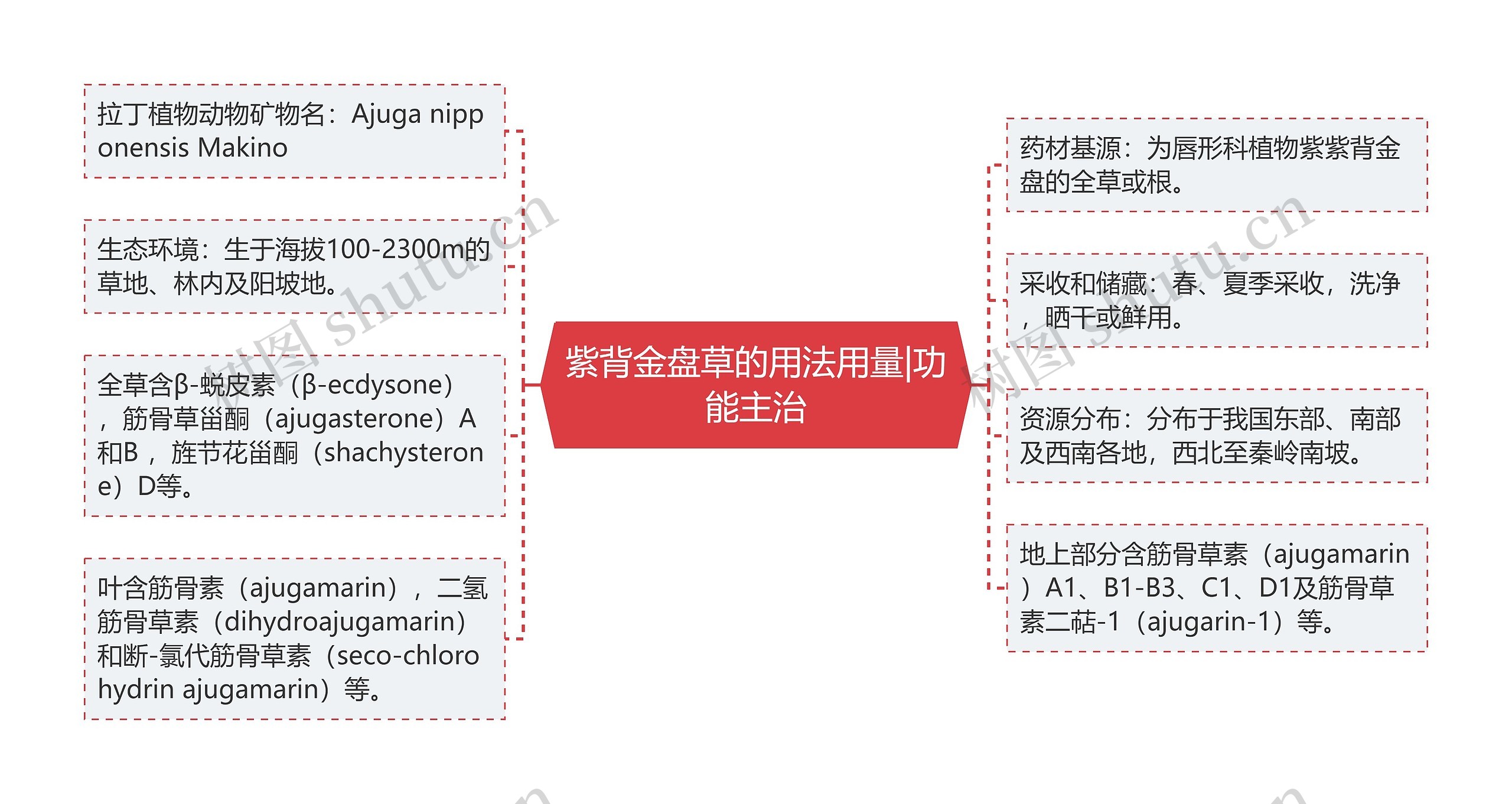 紫背金盘草的用法用量|功能主治思维导图