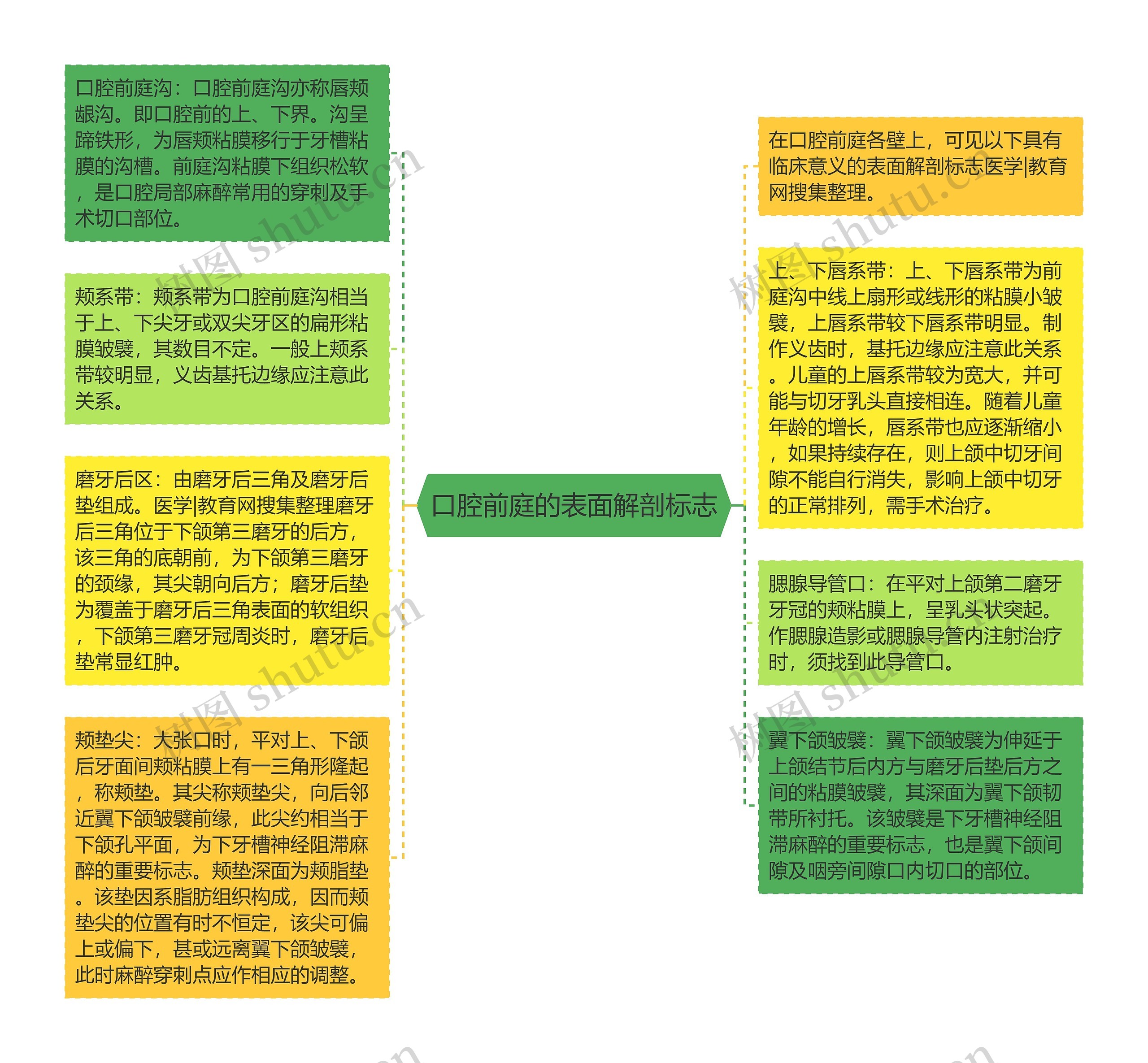 口腔前庭的表面解剖标志思维导图