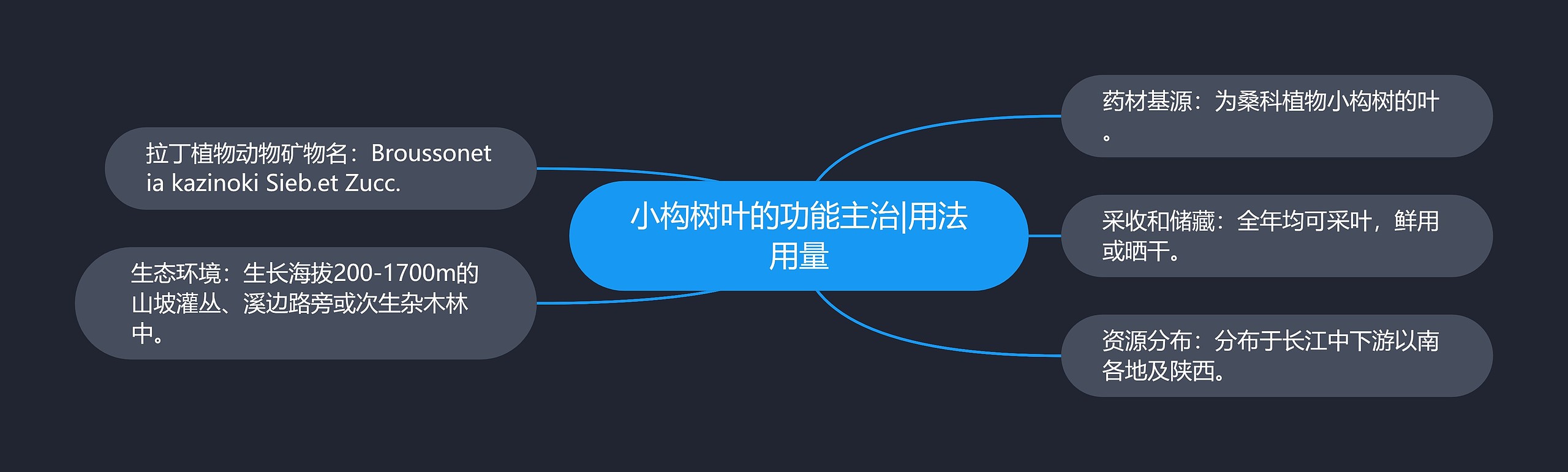 小构树叶的功能主治|用法用量