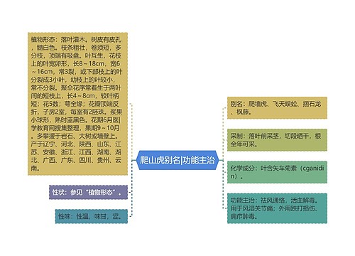 爬山虎别名|功能主治