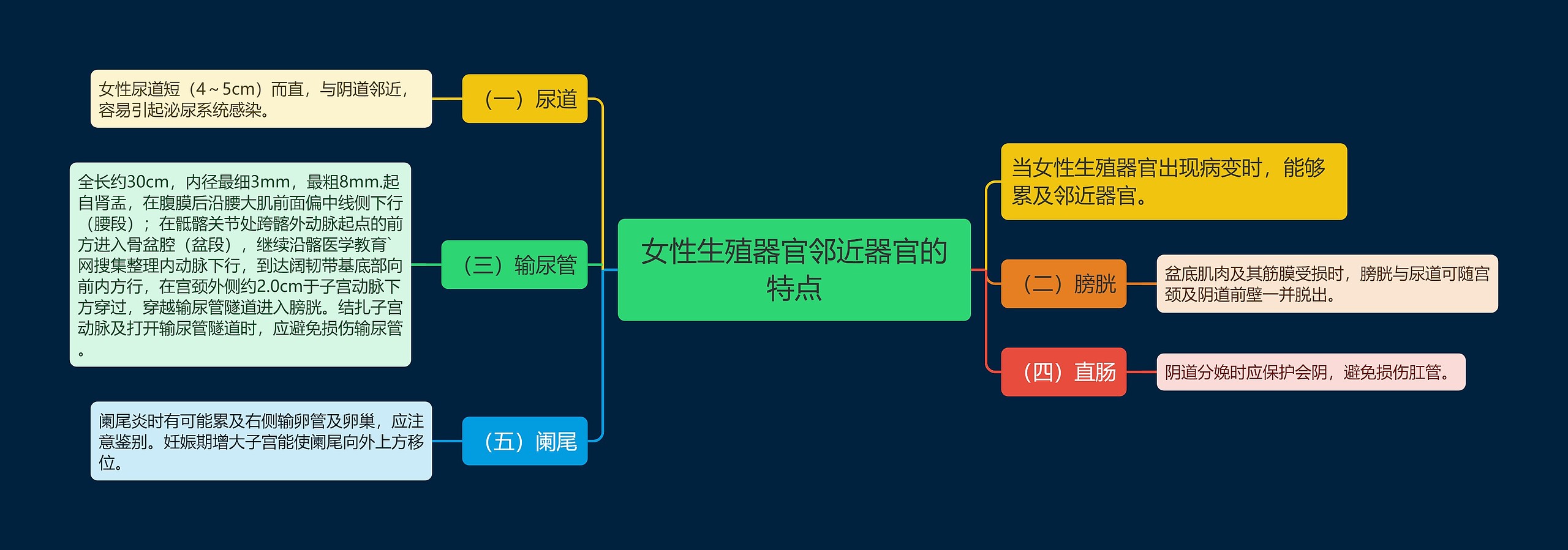 女性生殖器官邻近器官的特点思维导图