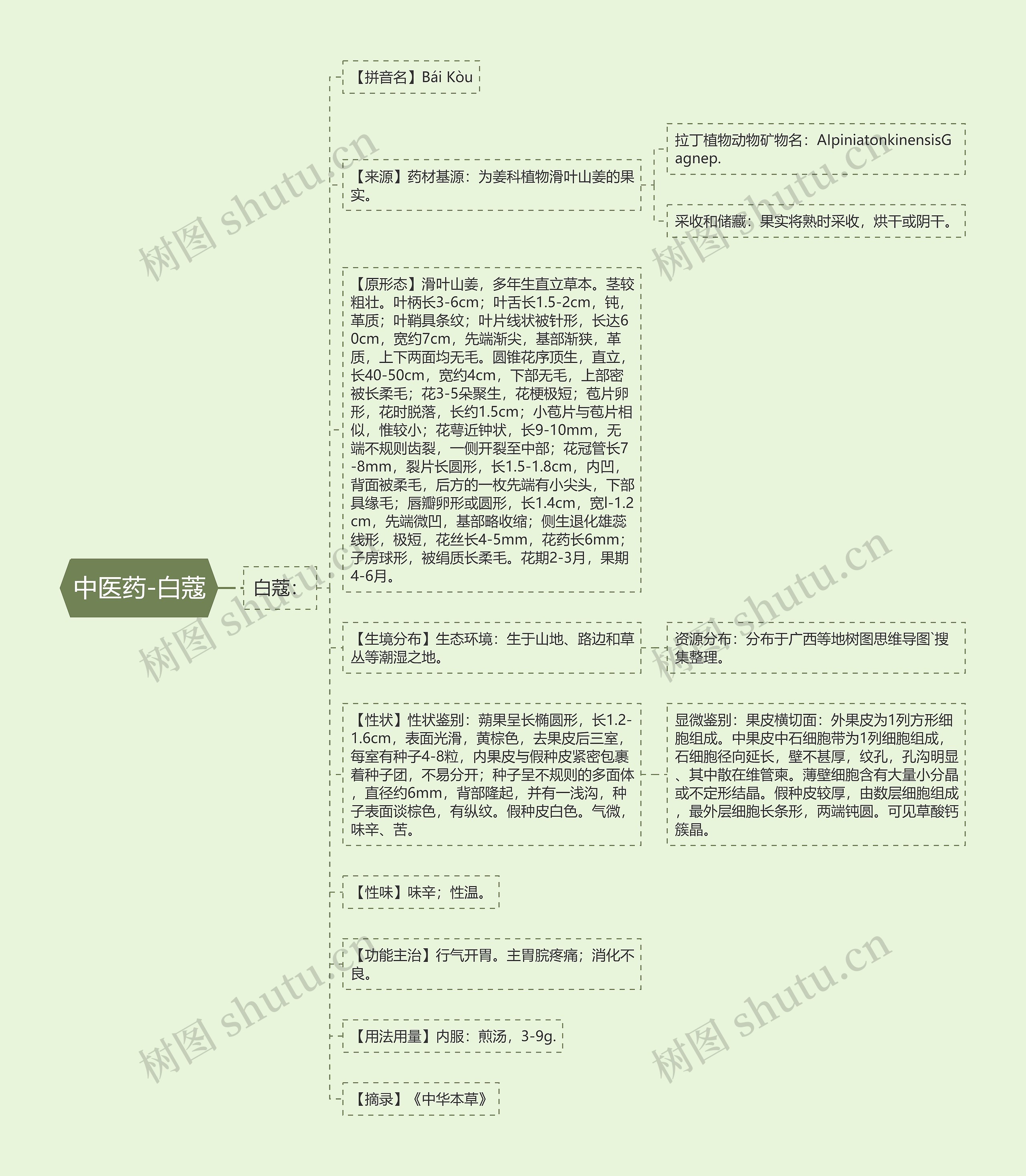 中医药-白蔻 中医药-白蔻