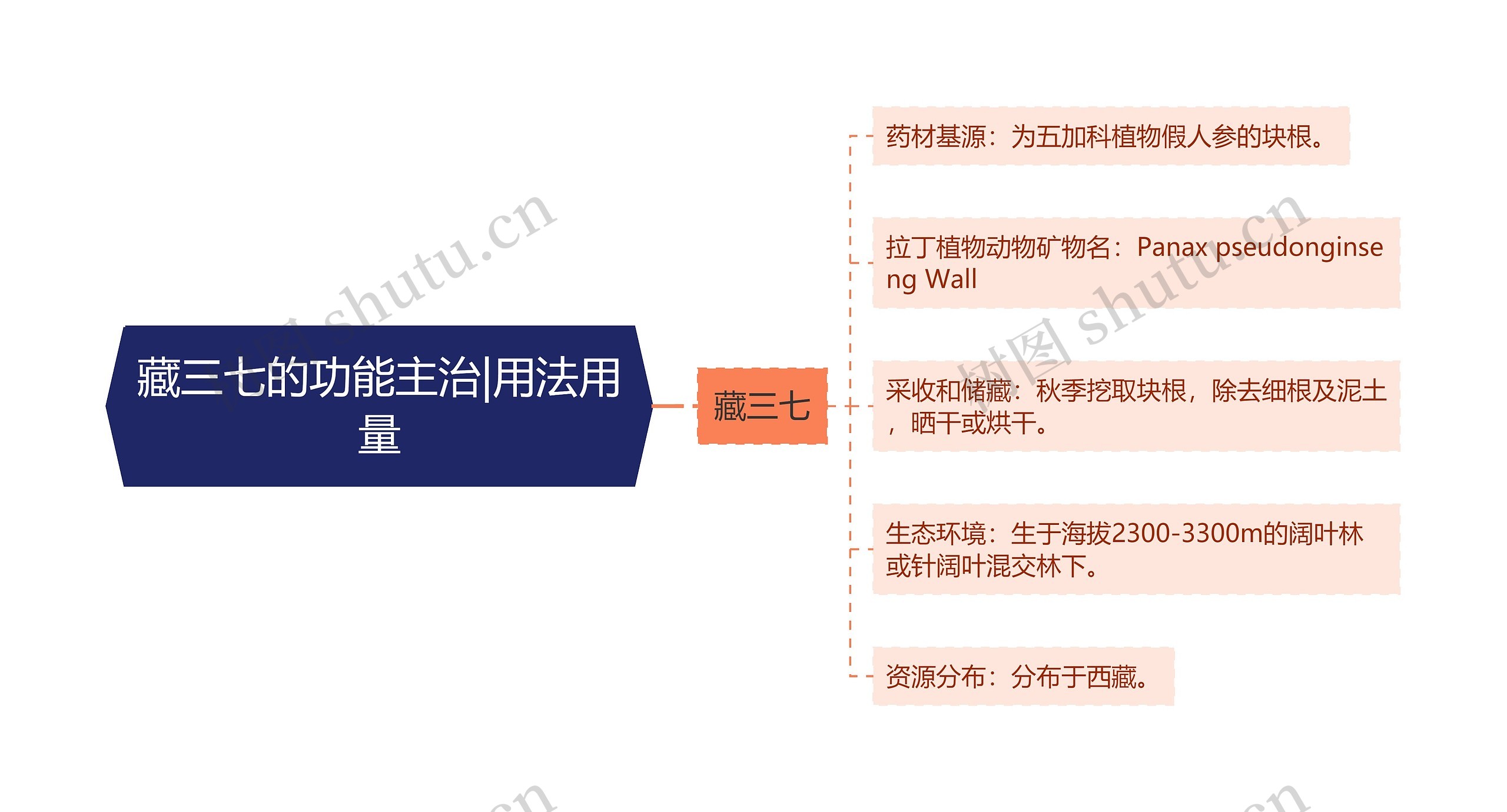 藏三七的功能主治|用法用量 藏三七的功能主治|用法用量