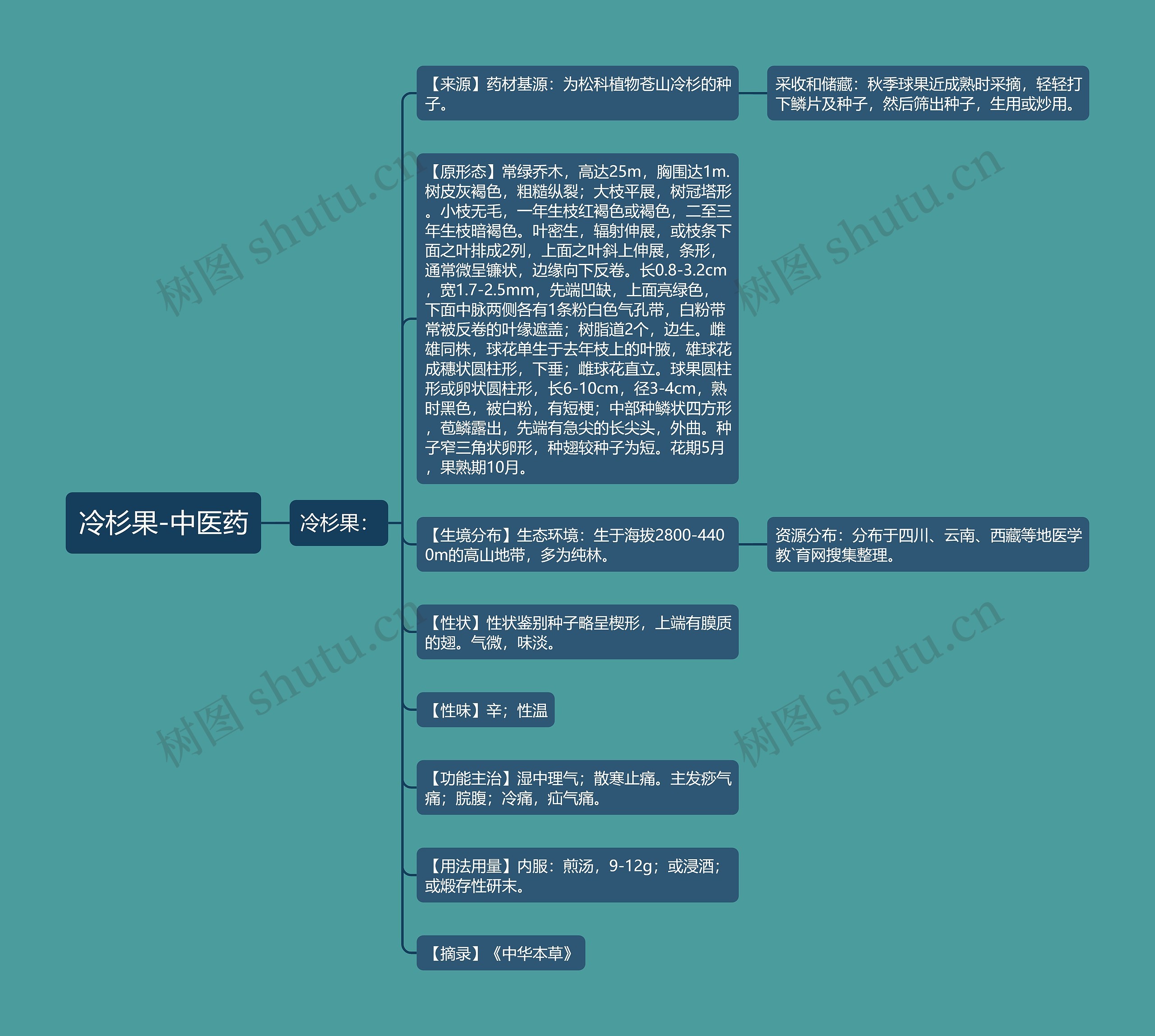 冷杉果-中医药 冷杉果-中医药