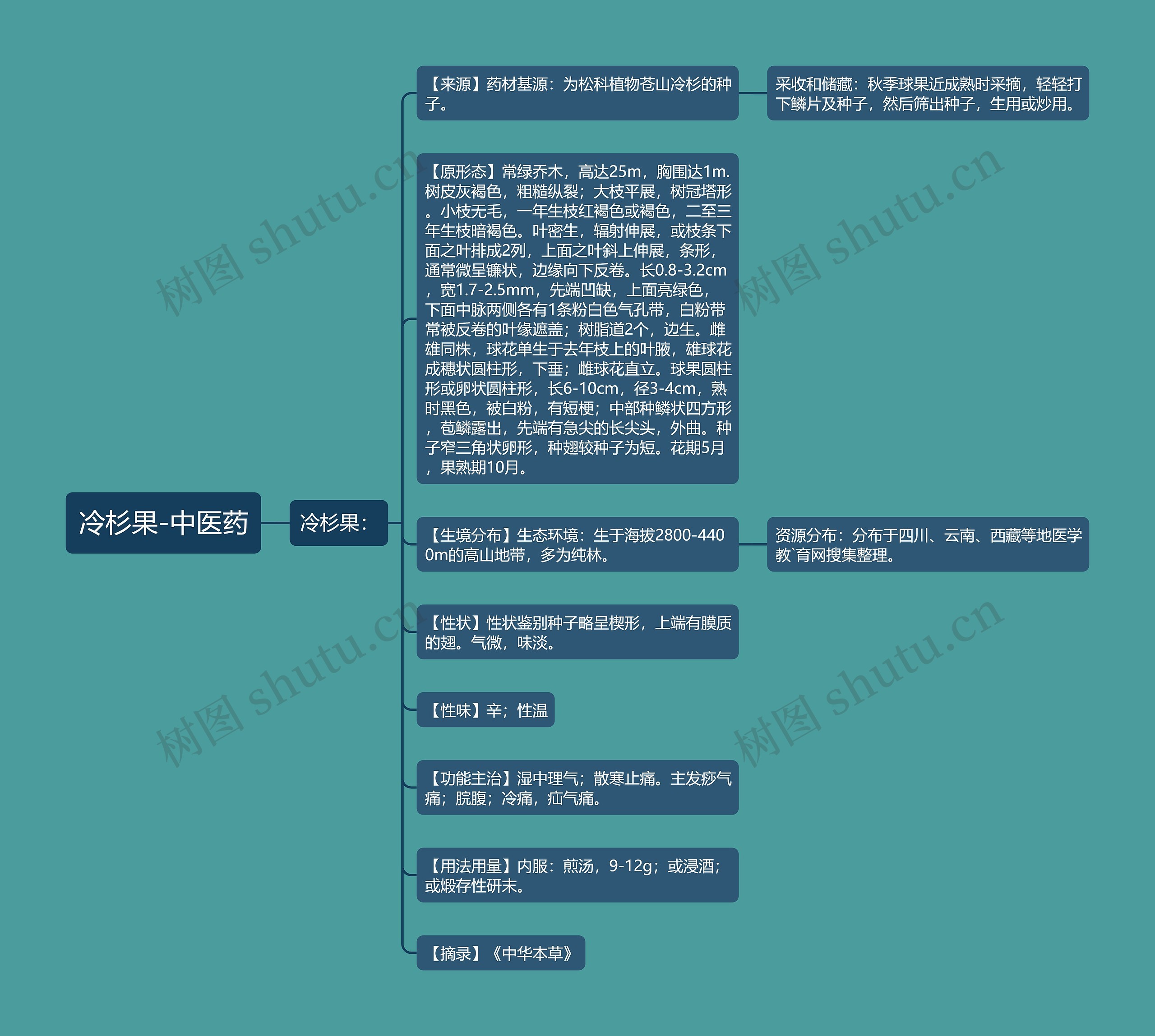 冷杉果-中医药思维导图